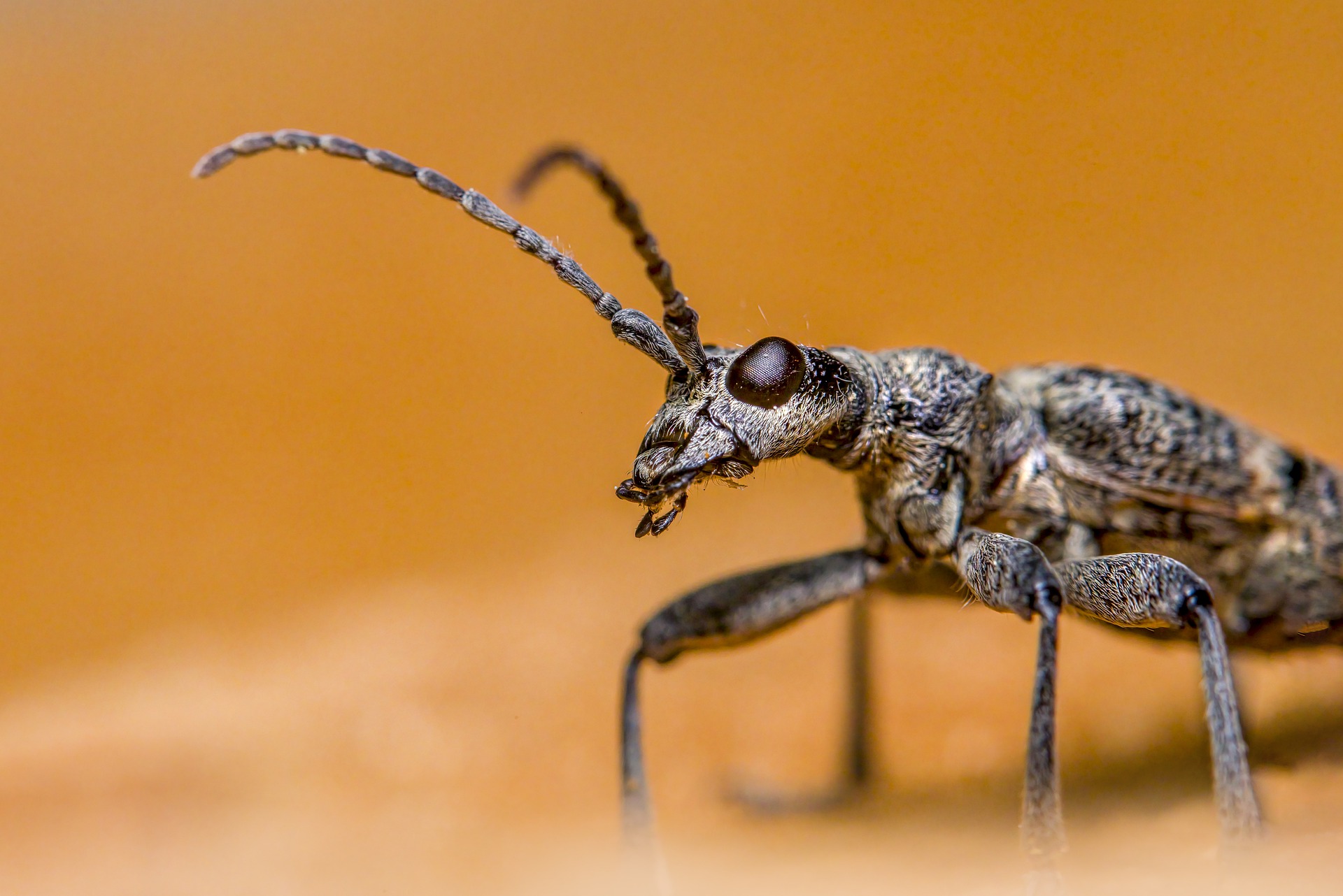 Black-spotted longhorn beetle (Rhagium mordax)