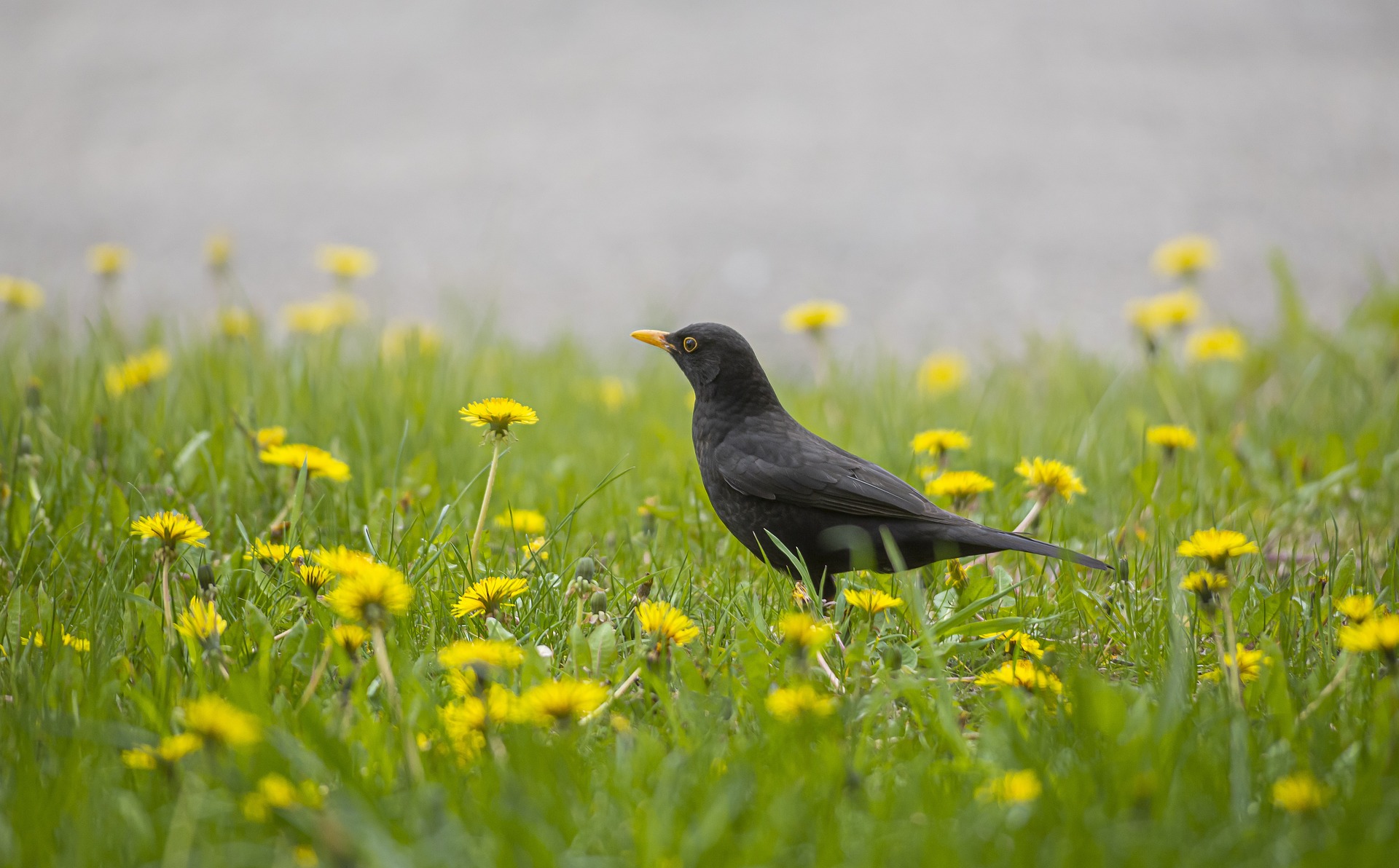 Blackbird (Turdus merula)