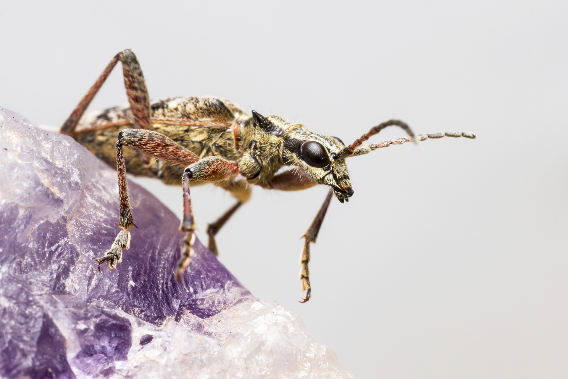 Black-spotted longhorn beetle (Rhagium mordax)