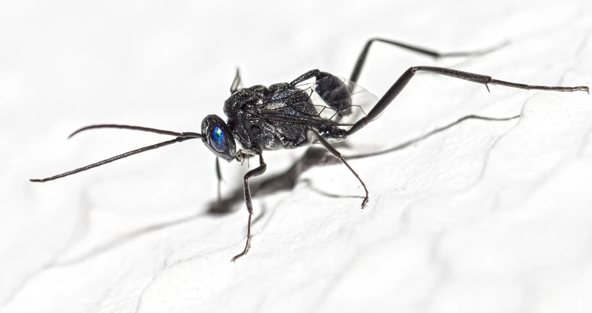 Cockroach egg parasitoid wasp (Evania appendigaster)