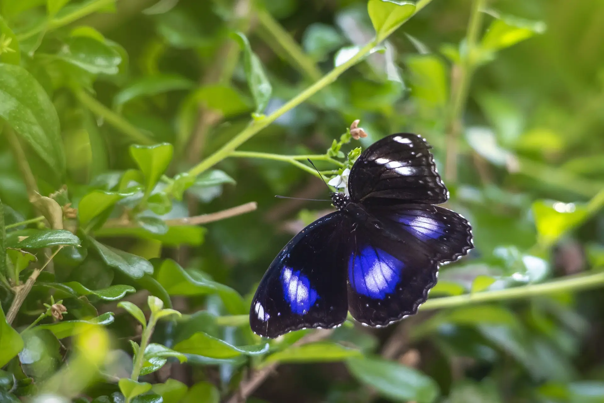 Blue Moon Butterfly (Hypolimnas bolina)