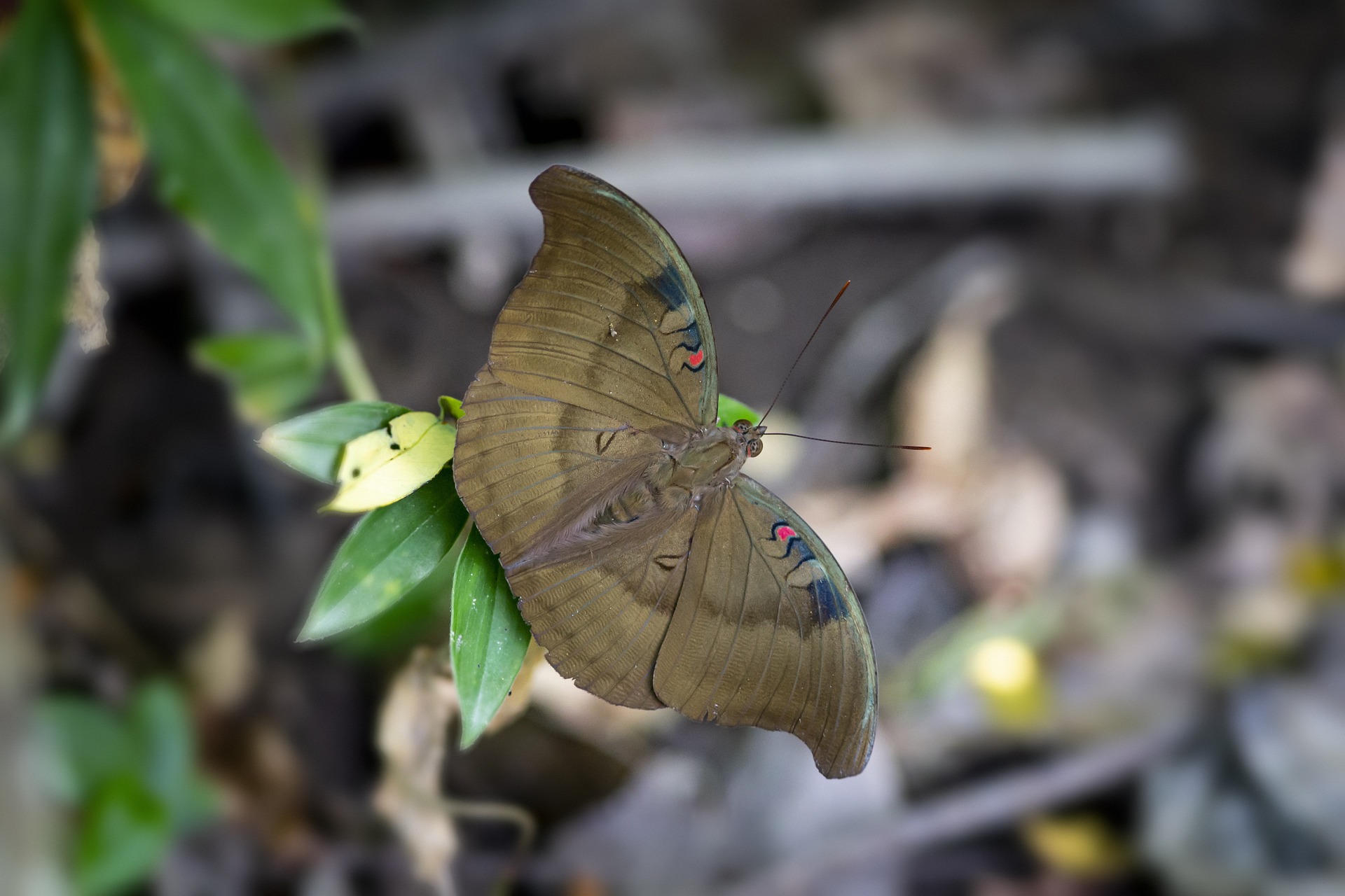 Common Baron (Euthalia aconthea)