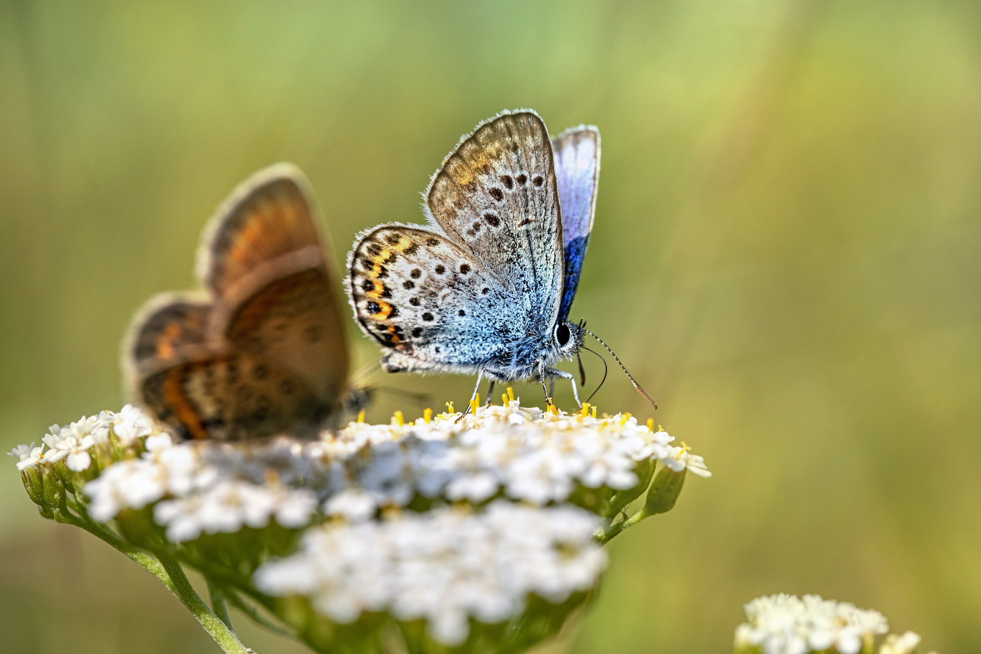 Silver-studded Blue (Plebejus argus)