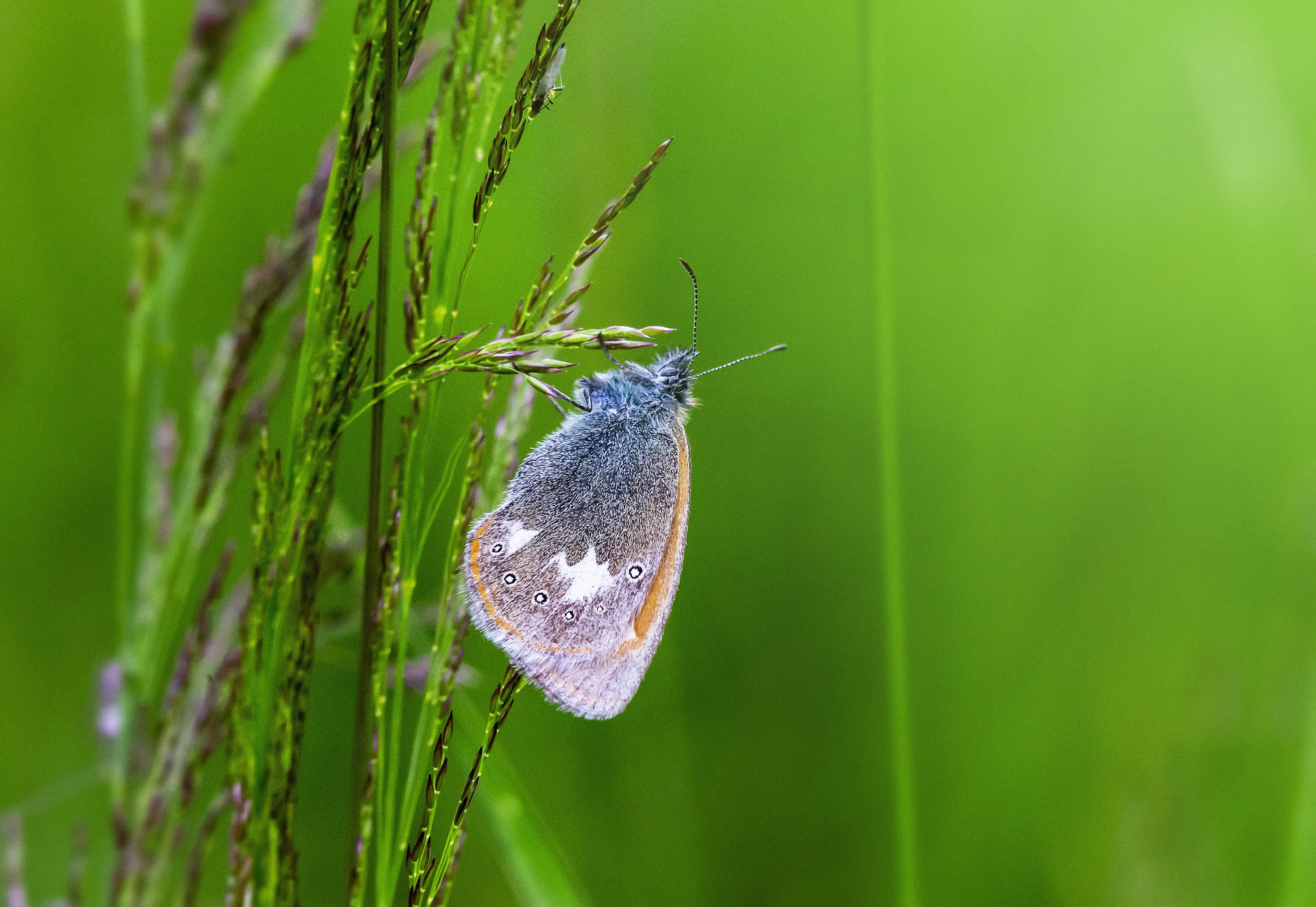 Small heath (Coenonympha pamphilus)