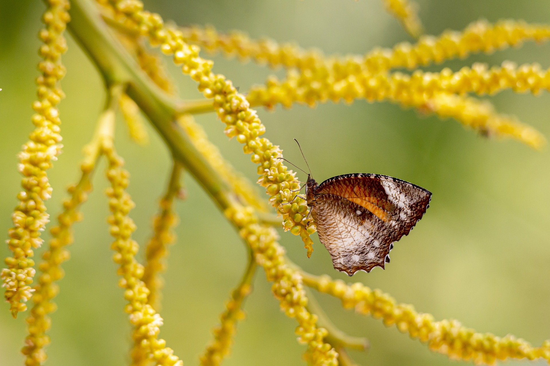 Tailed Palmfly (Elymnias caudata)