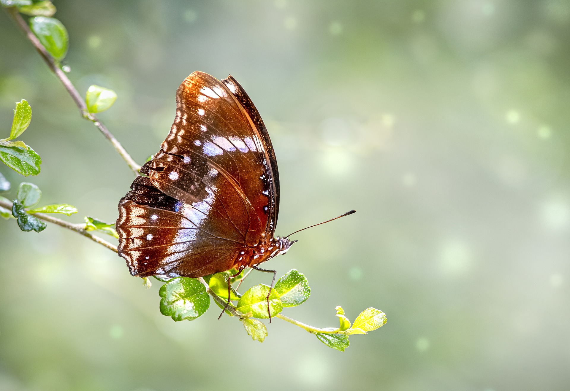 Blue Moon Butterfly (Hypolimnas bolina)