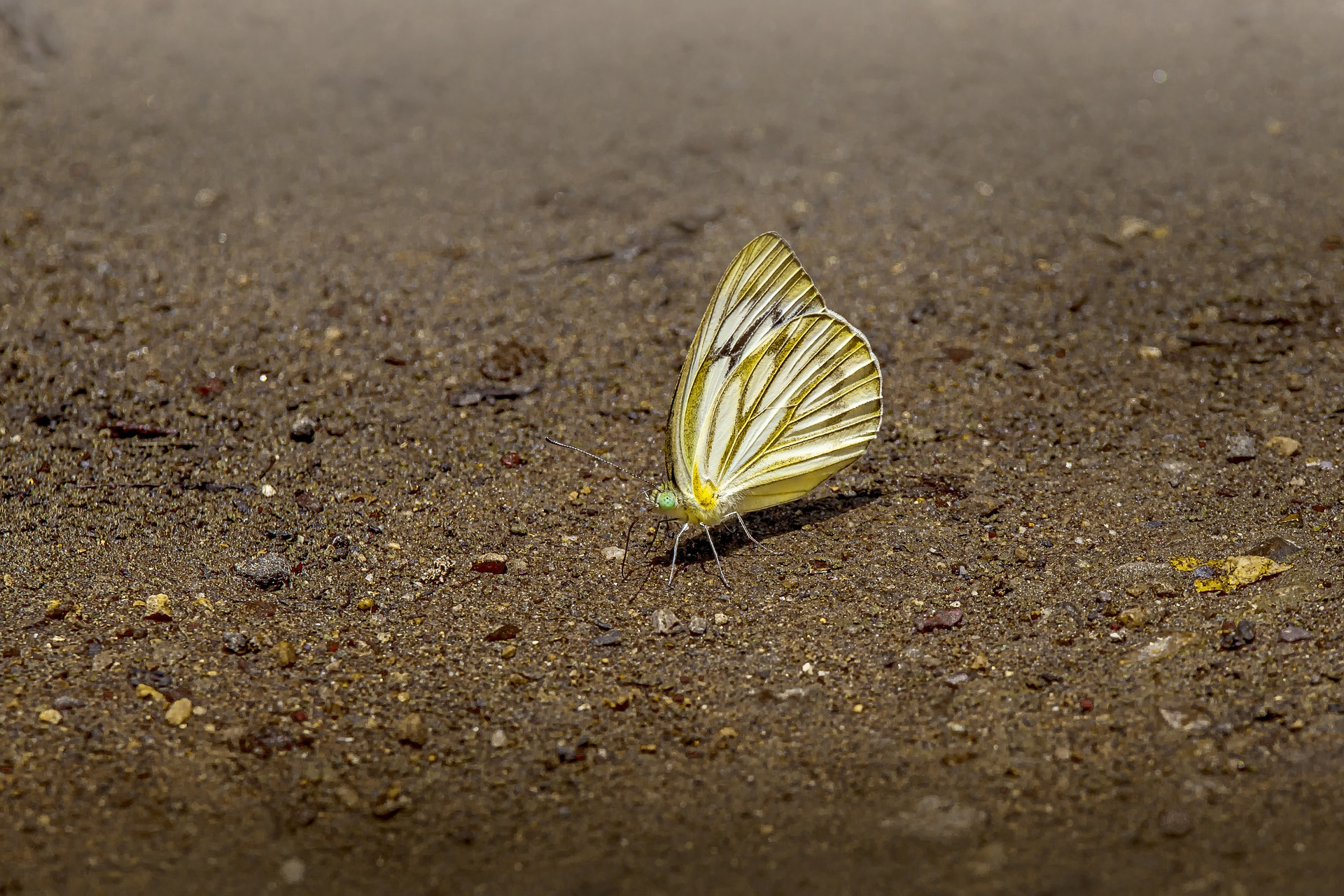 Common Gull (Cepora nerissa)