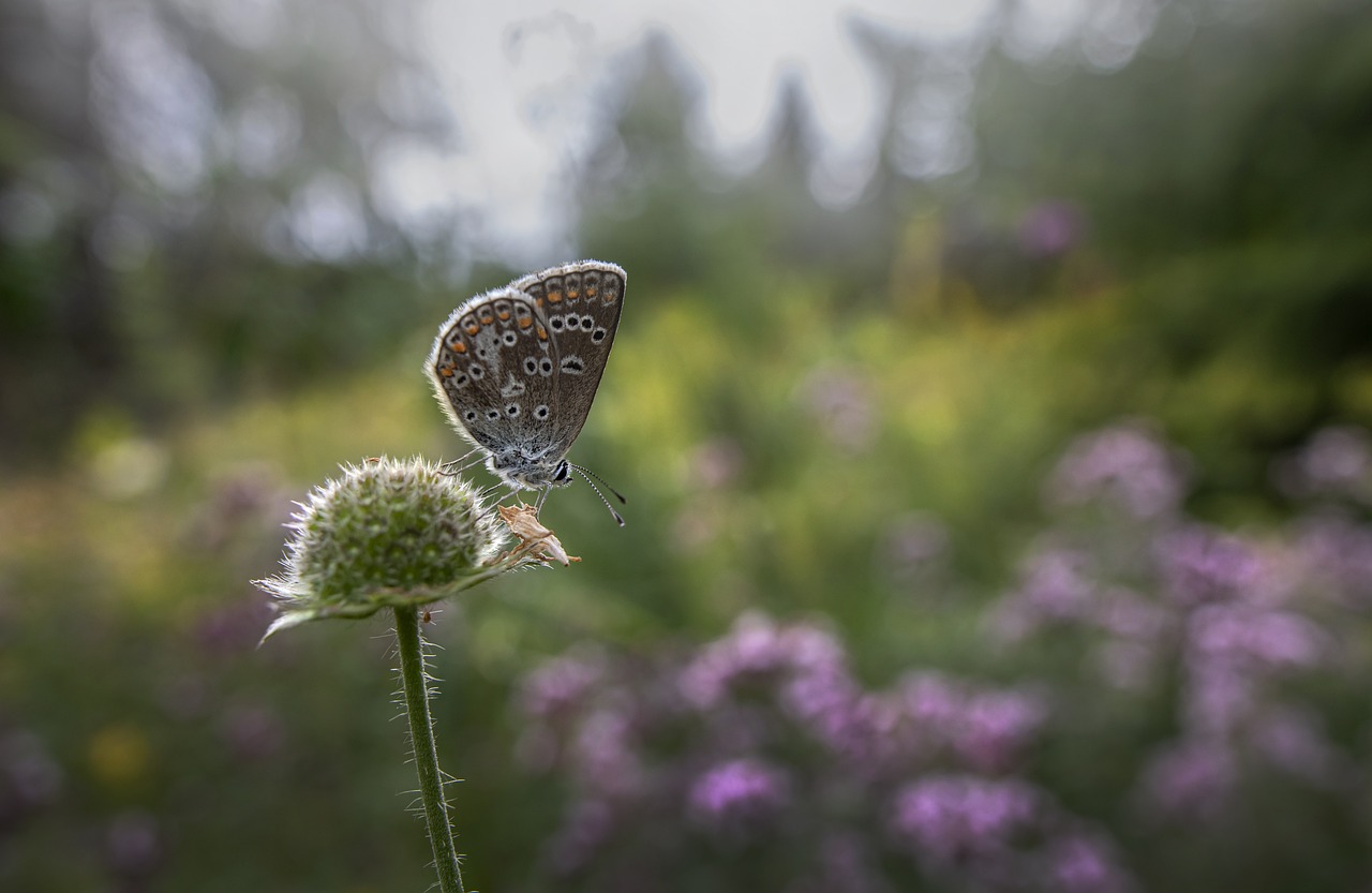 Brown argus (Aricia agestis)