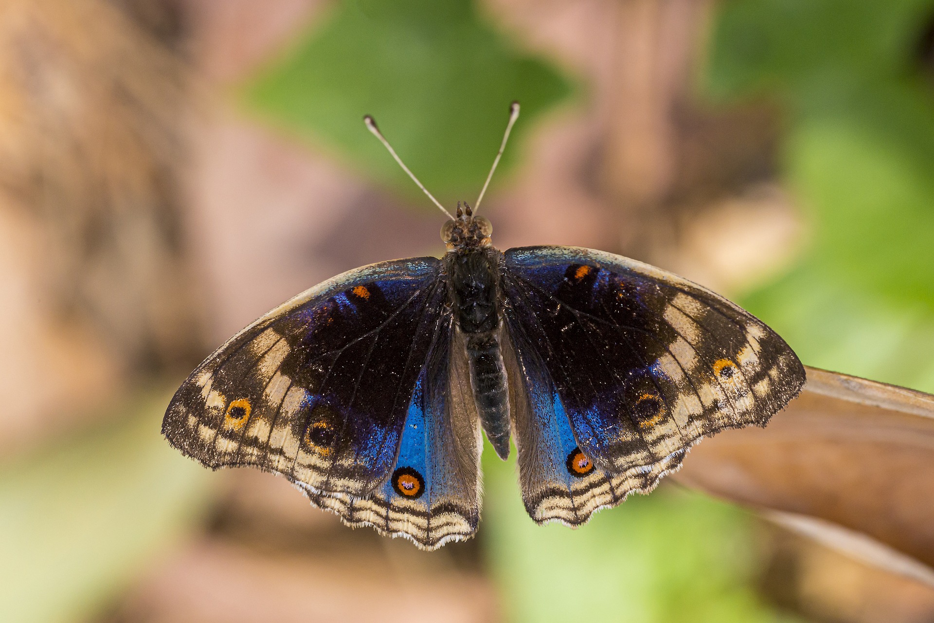 Blue Pansy (Junonia orithya)