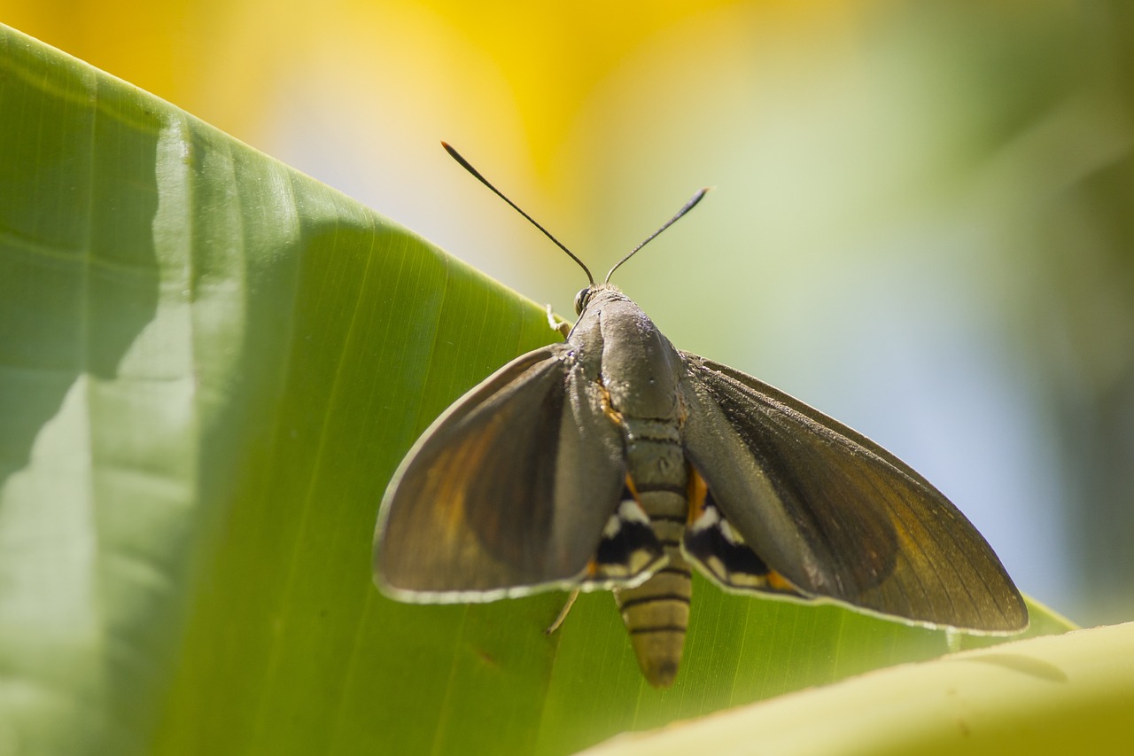 Palm borer moth (Paysandisia archon)