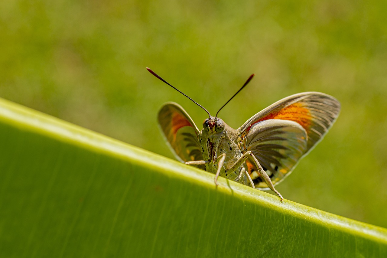 Palm borer moth (Paysandisia archon)