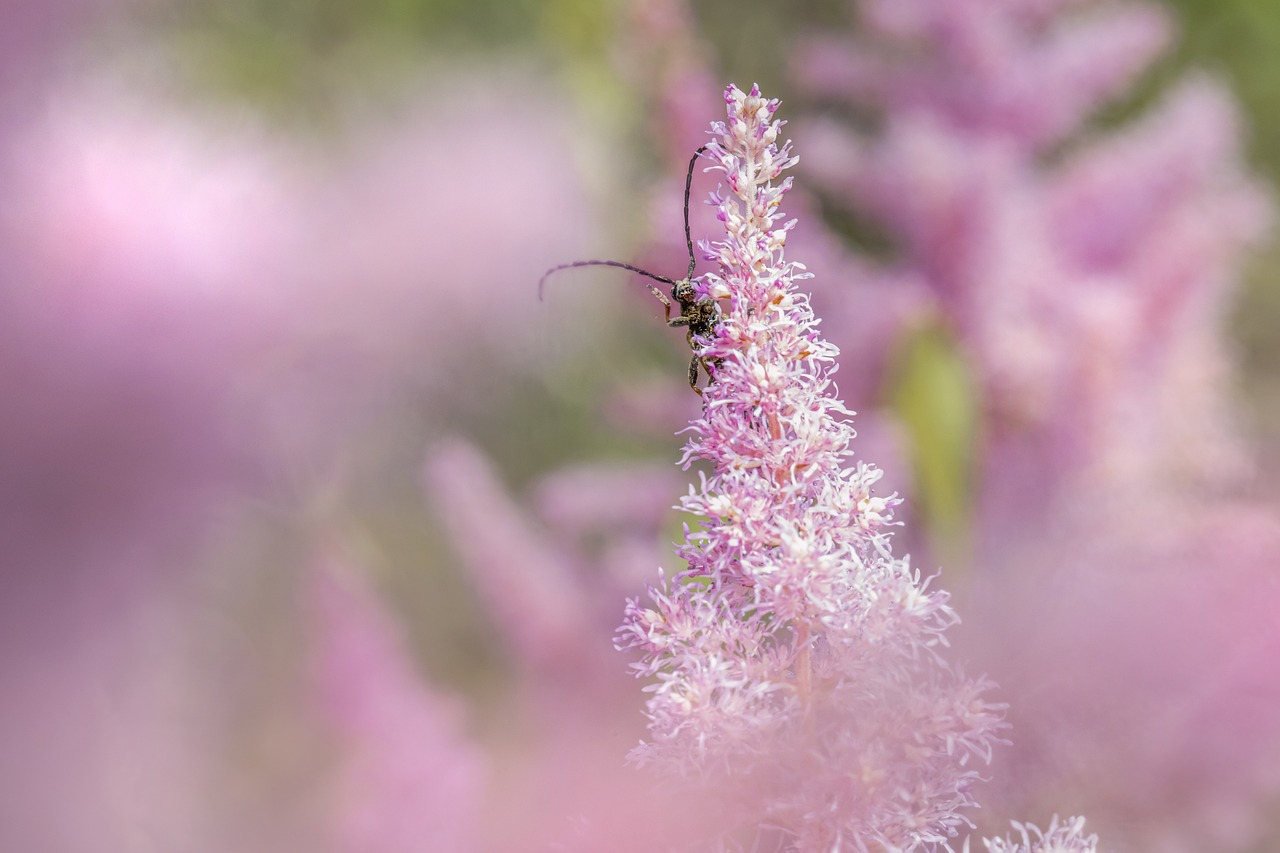 Cardinal beetle