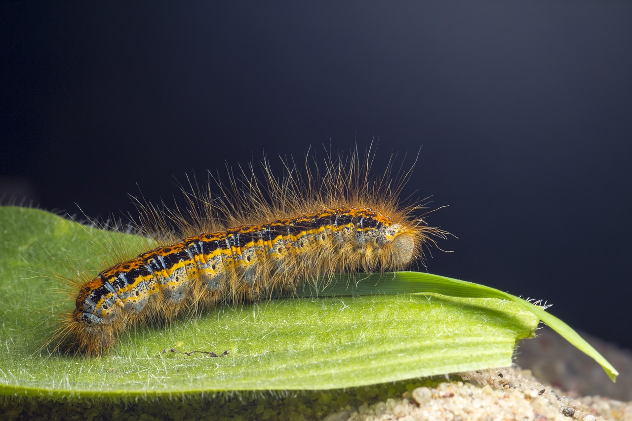 Ground lackey (Malacosoma castrensis)