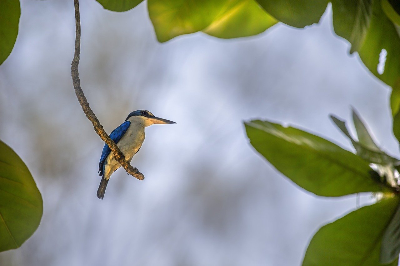 Collared Kingfisher (Todiramphus chloris)