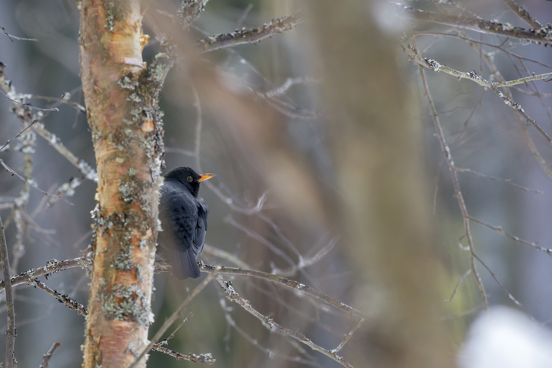 Blackbird (Turdus merula)