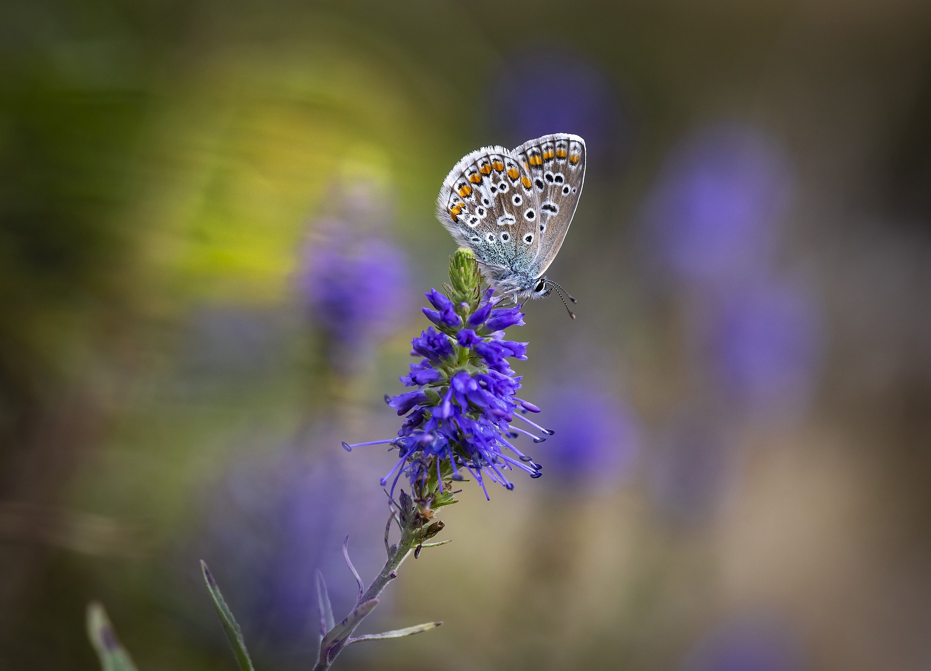 Common blue (Polyommatus icarus)