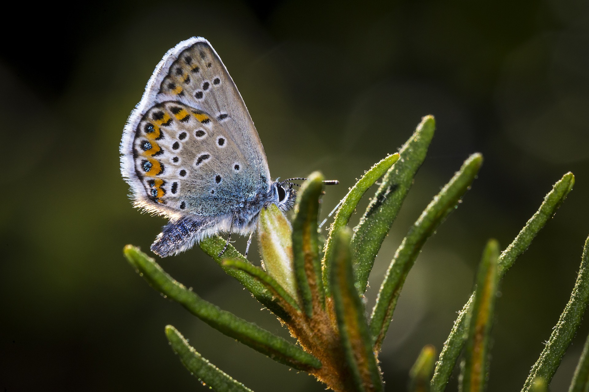 Silver-studded Blue (Plebejus argus)