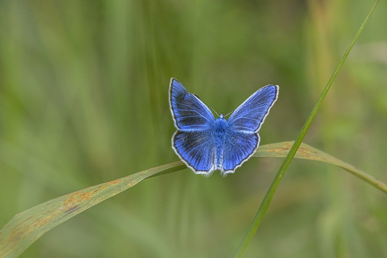 Common blue (Polyommatus icarus)