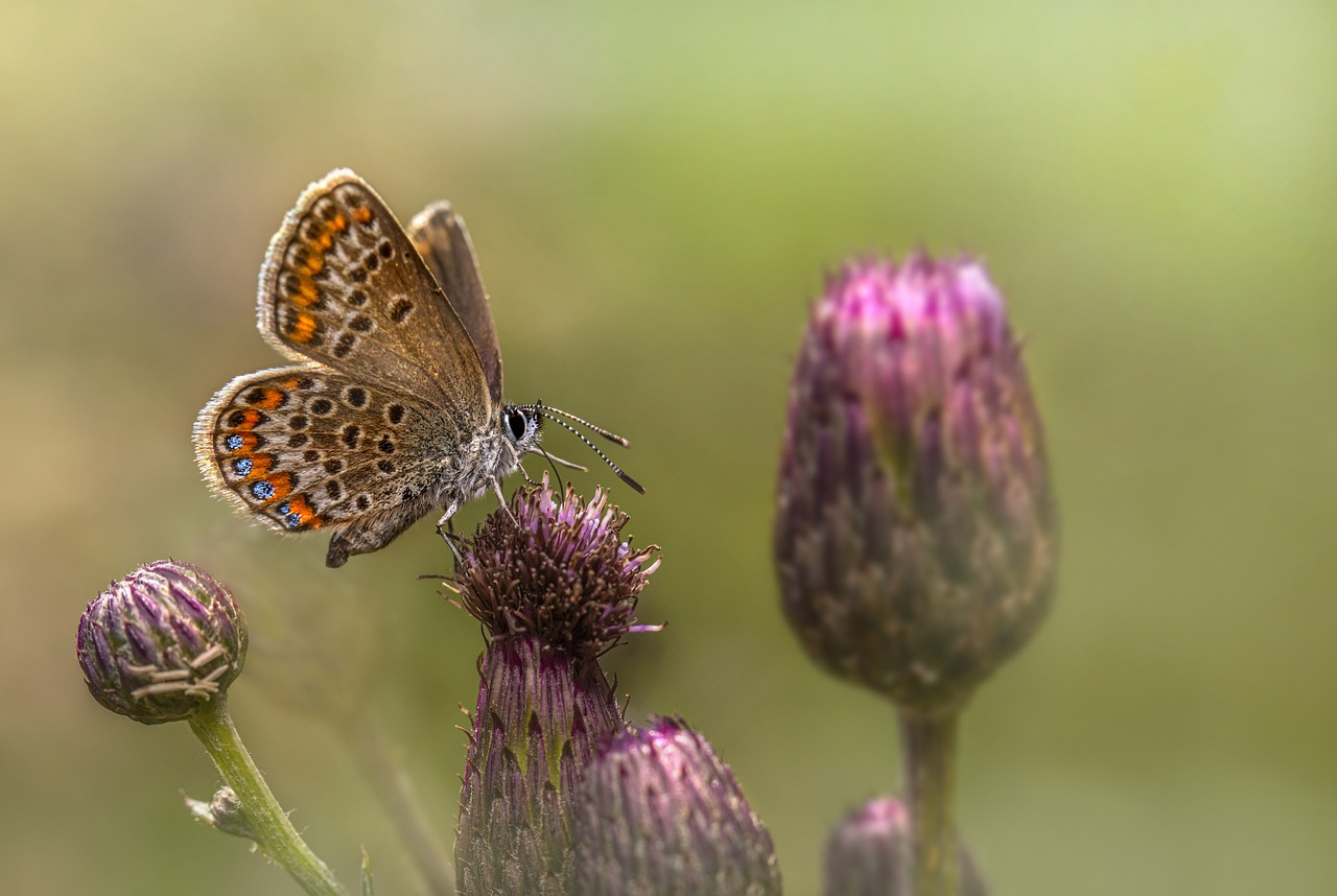 Silver-studded Blue (Plebejus argus)