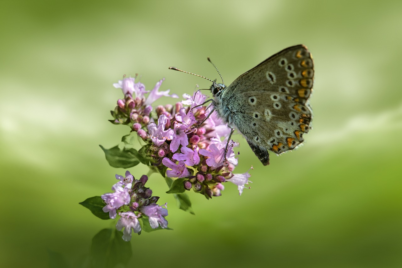 Common blue (Polyommatus icarus)