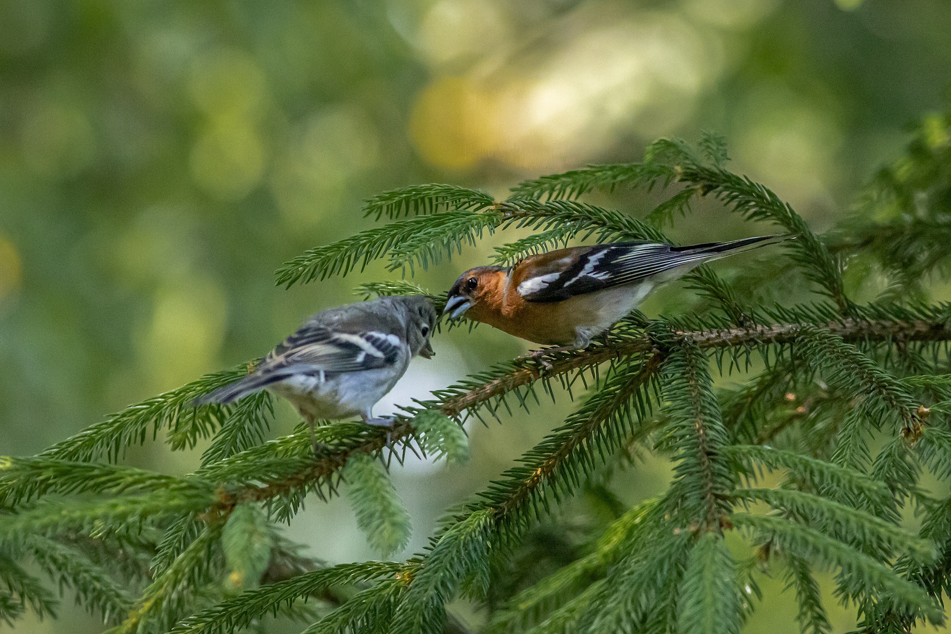 Common chaffinch (Fringilla coelebs)