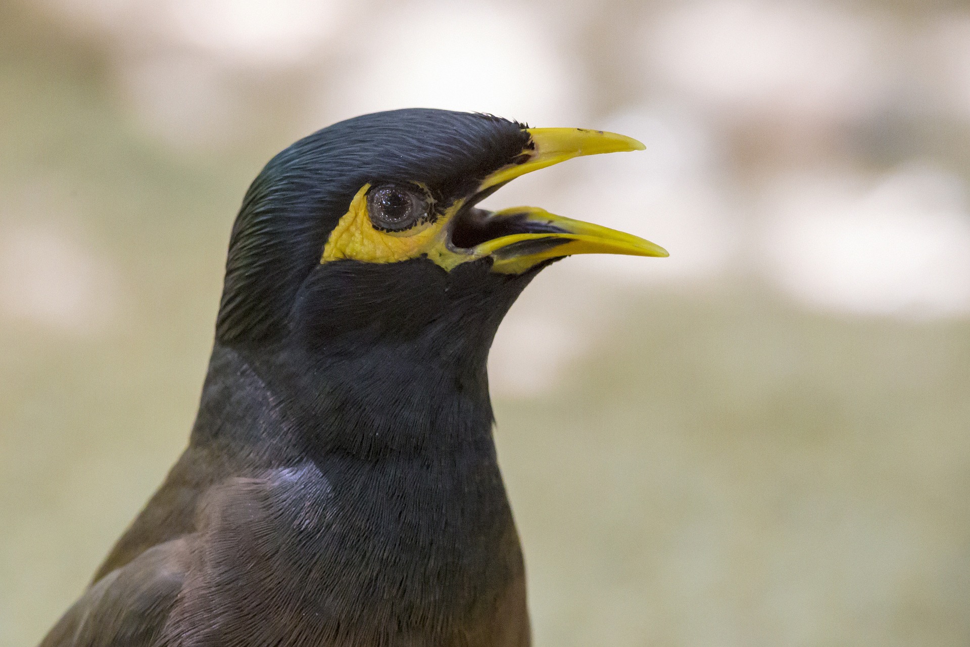 Common myna (Acridotheres tristis)