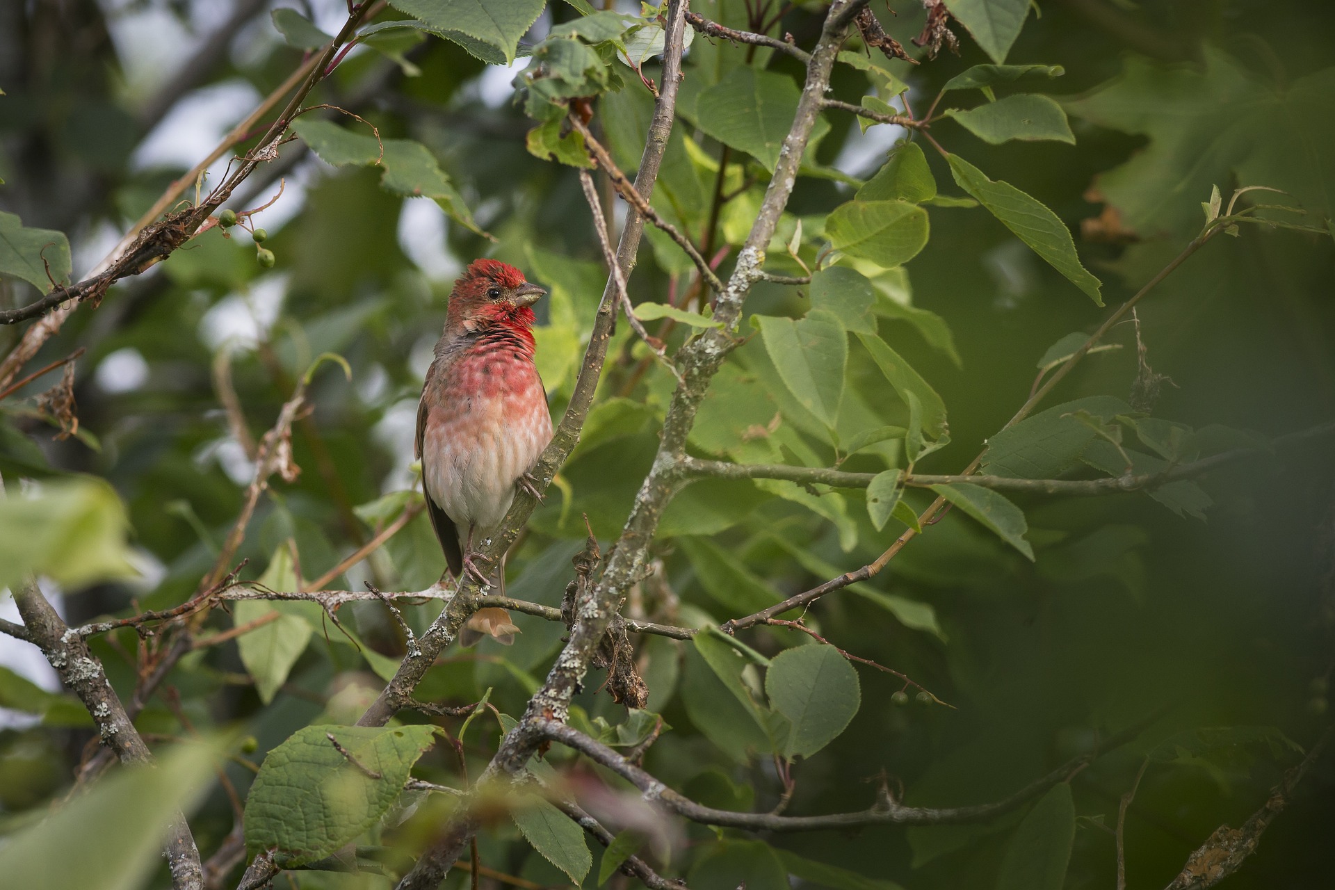 Common Rosefinch (Carpodacus erythrinus)