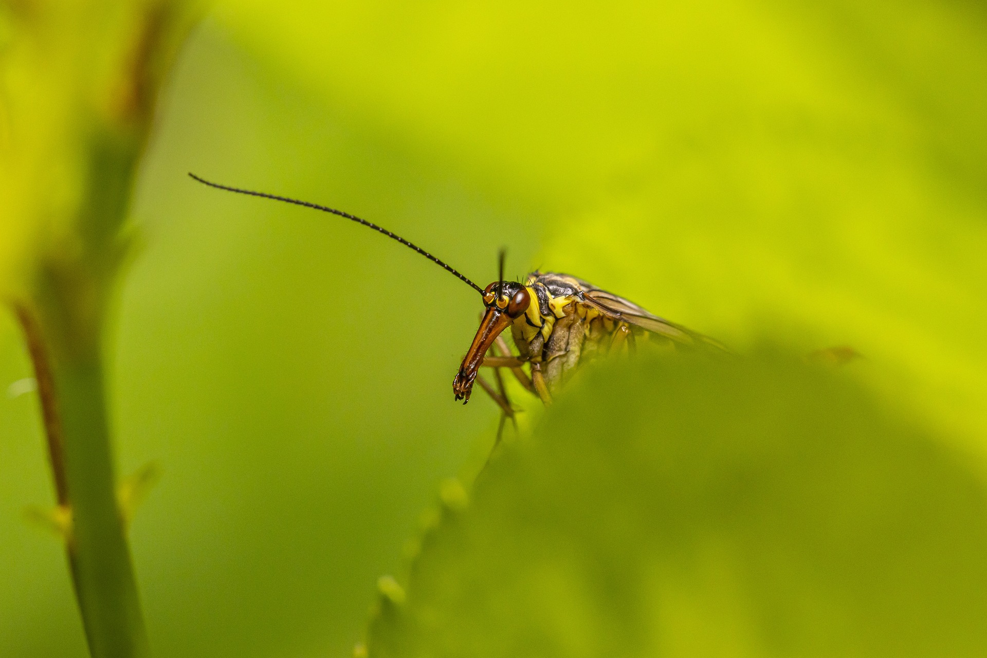 Scorpionfly (Panorpa communis)