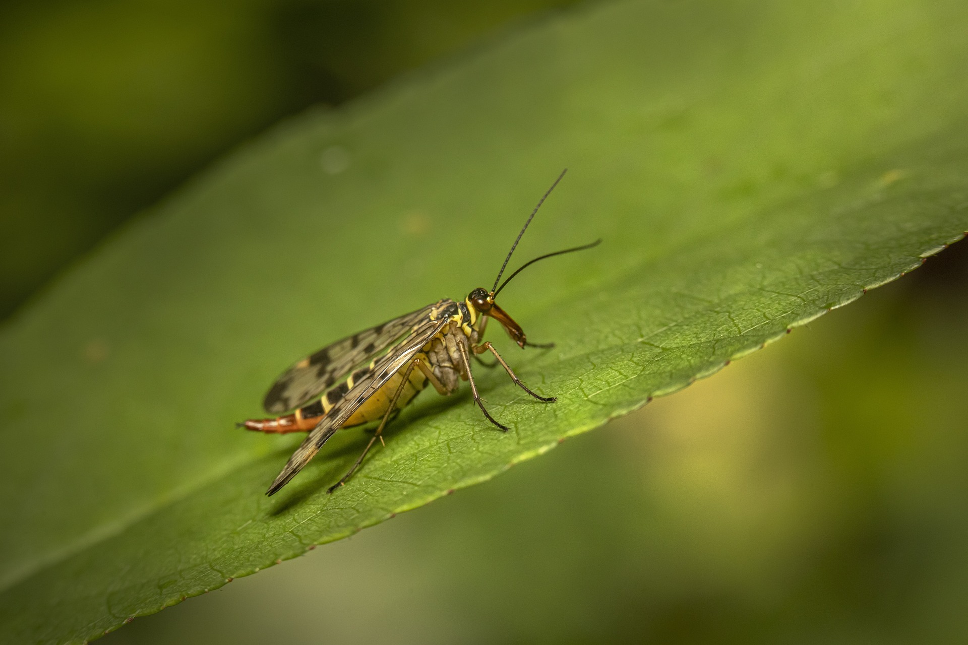 Scorpionfly (Panorpa communis)