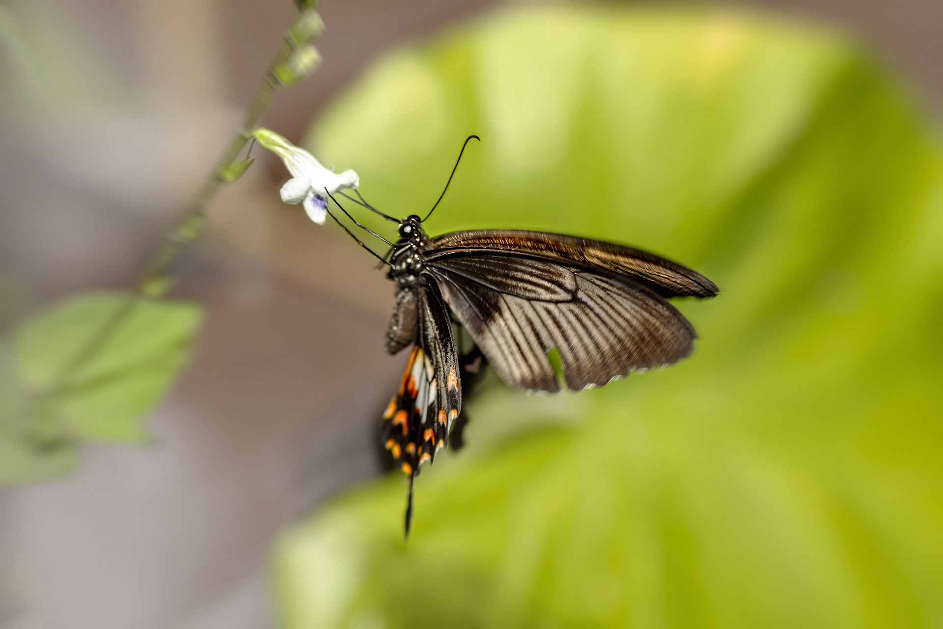 https://pixabay.com/photos/common-windmill-swallowtail-butterfly-6727431/