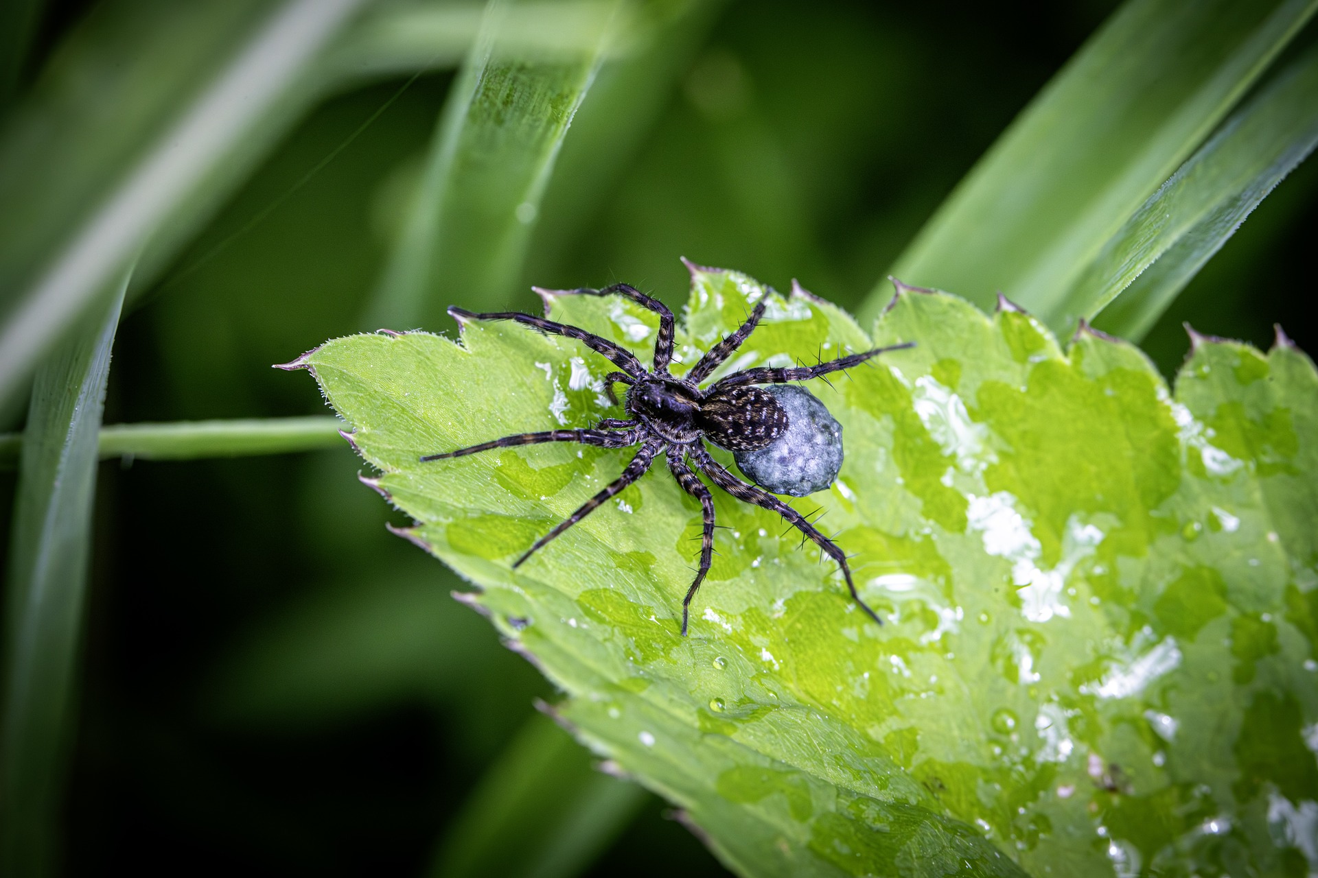 Wolf Spider (Acantholycosa lignaria)