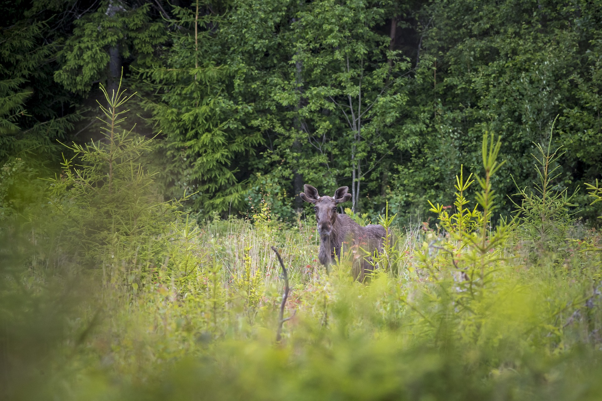 Elk, Moose ( Alces alces )