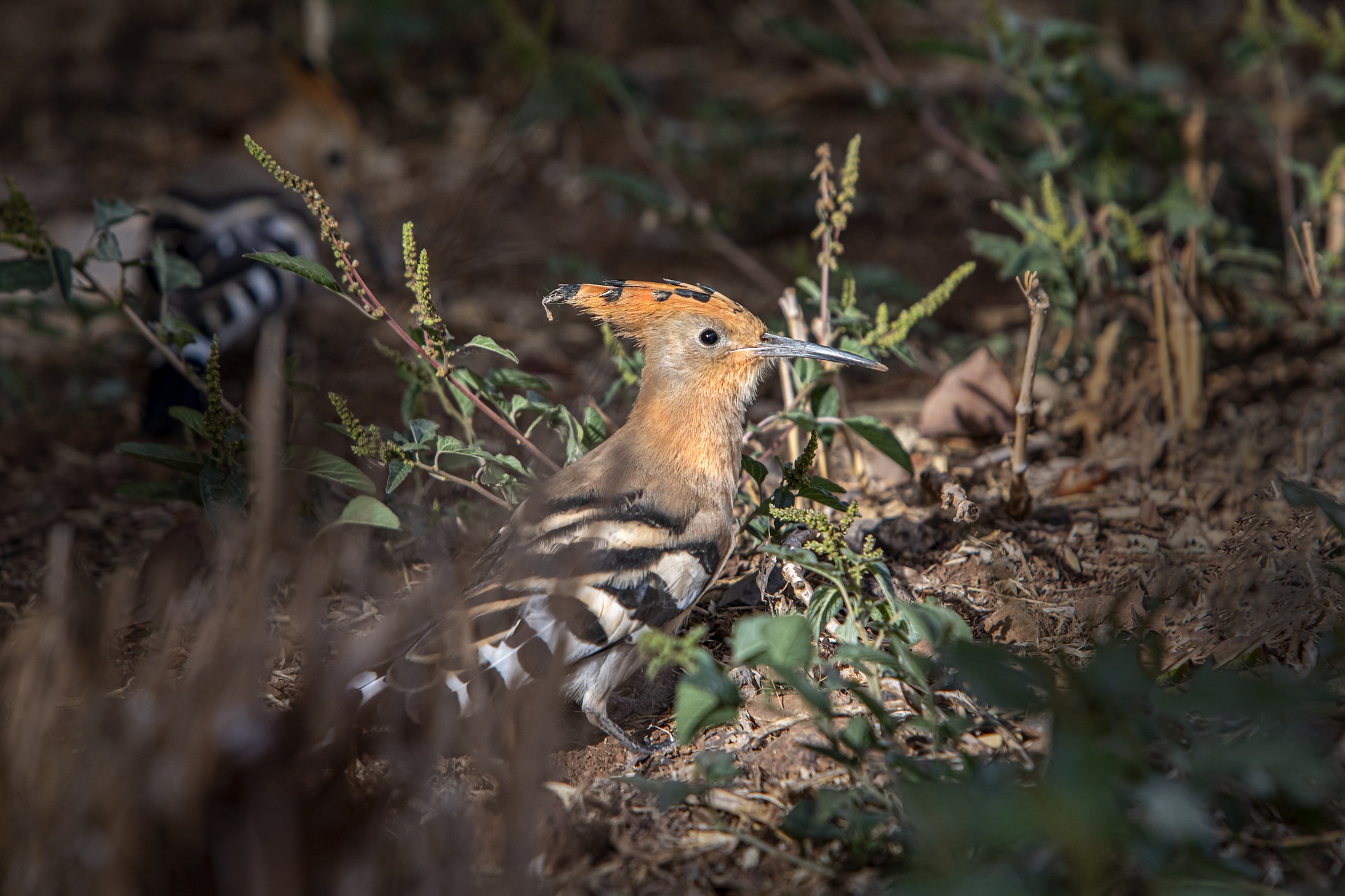 Eurasian hoopoe (Upupa epops)