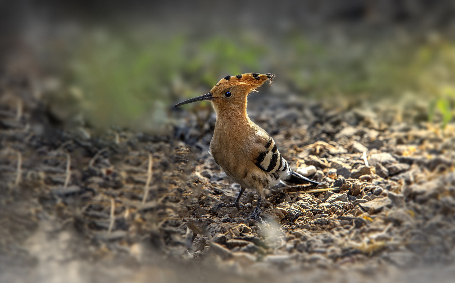 Eurasian hoopoe (Upupa epops)