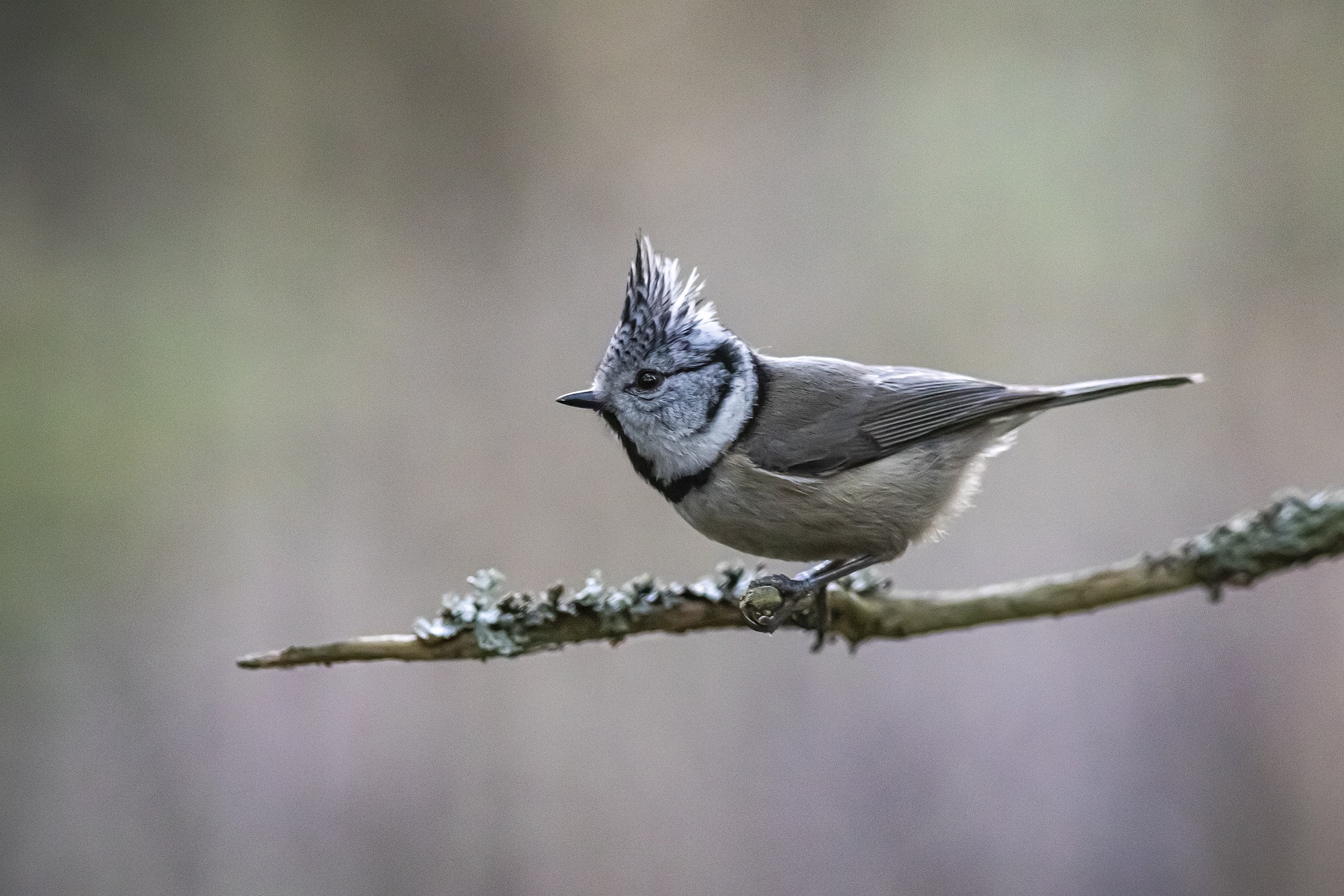 European crested tit (Lophophanes cristatus)