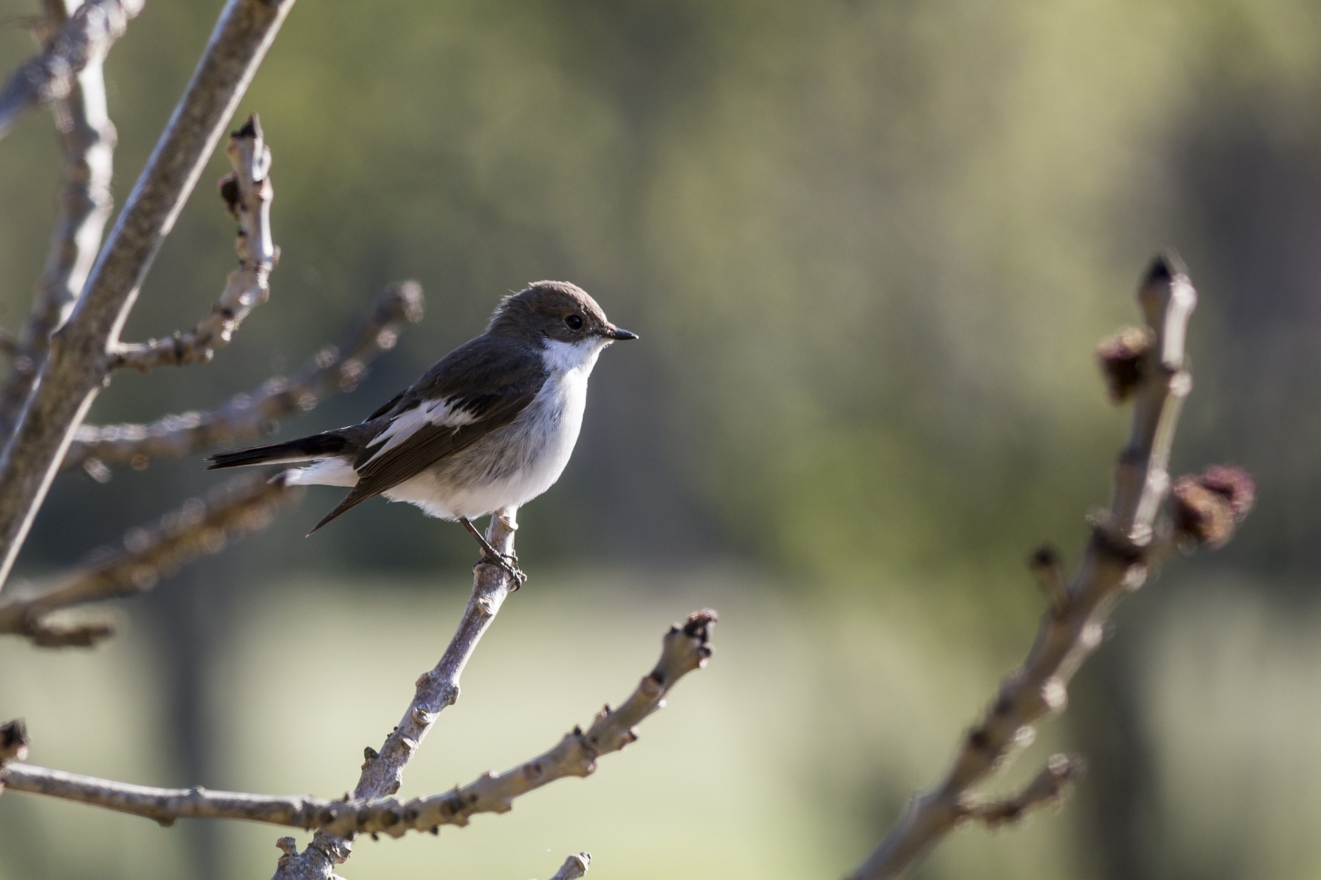 European Pied Flycatcher (Ficedula hypoleuca)