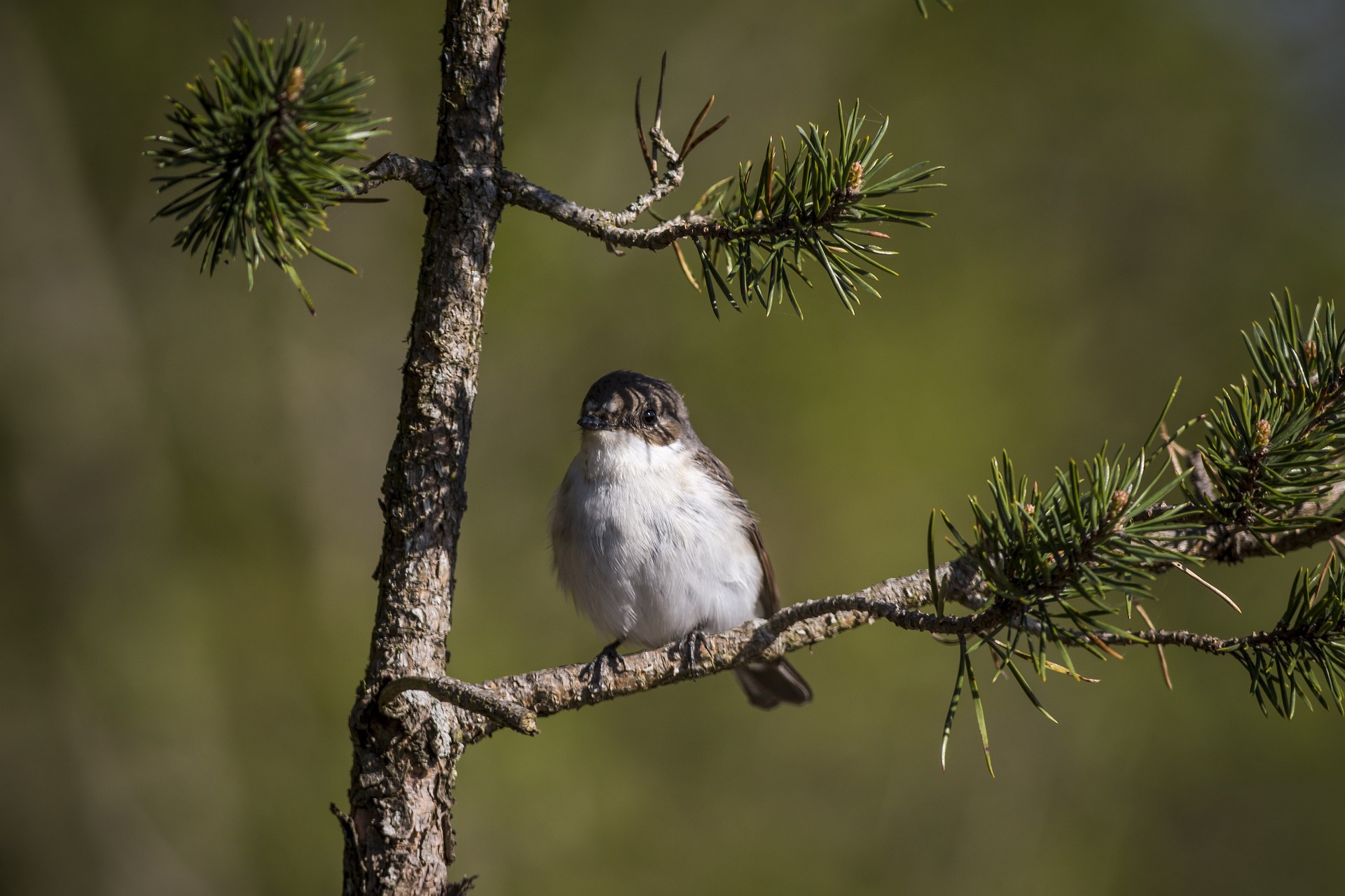 European Pied Flycatcher (Ficedula hypoleuca)