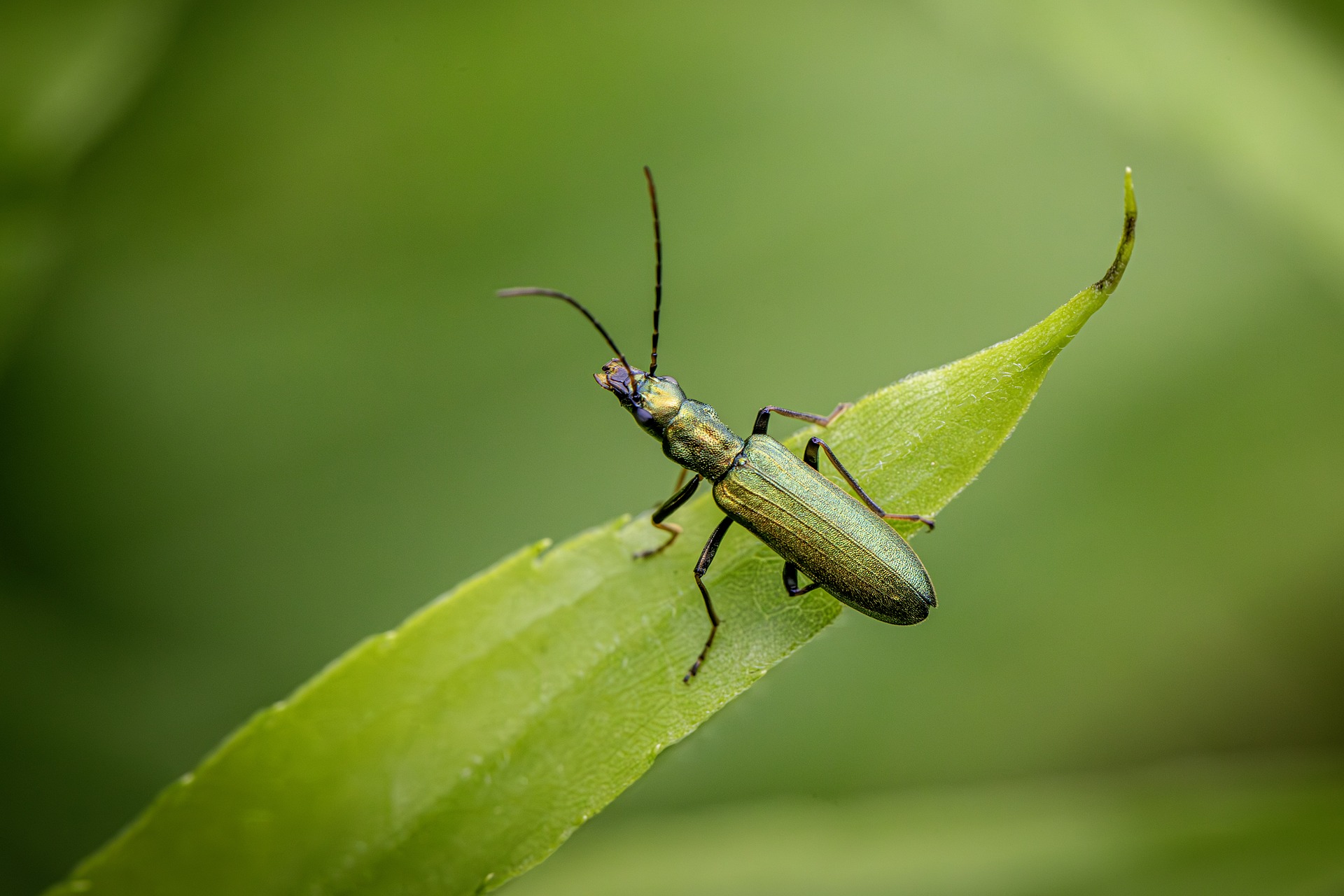 False blister beetle (Crysanthia viridissima)