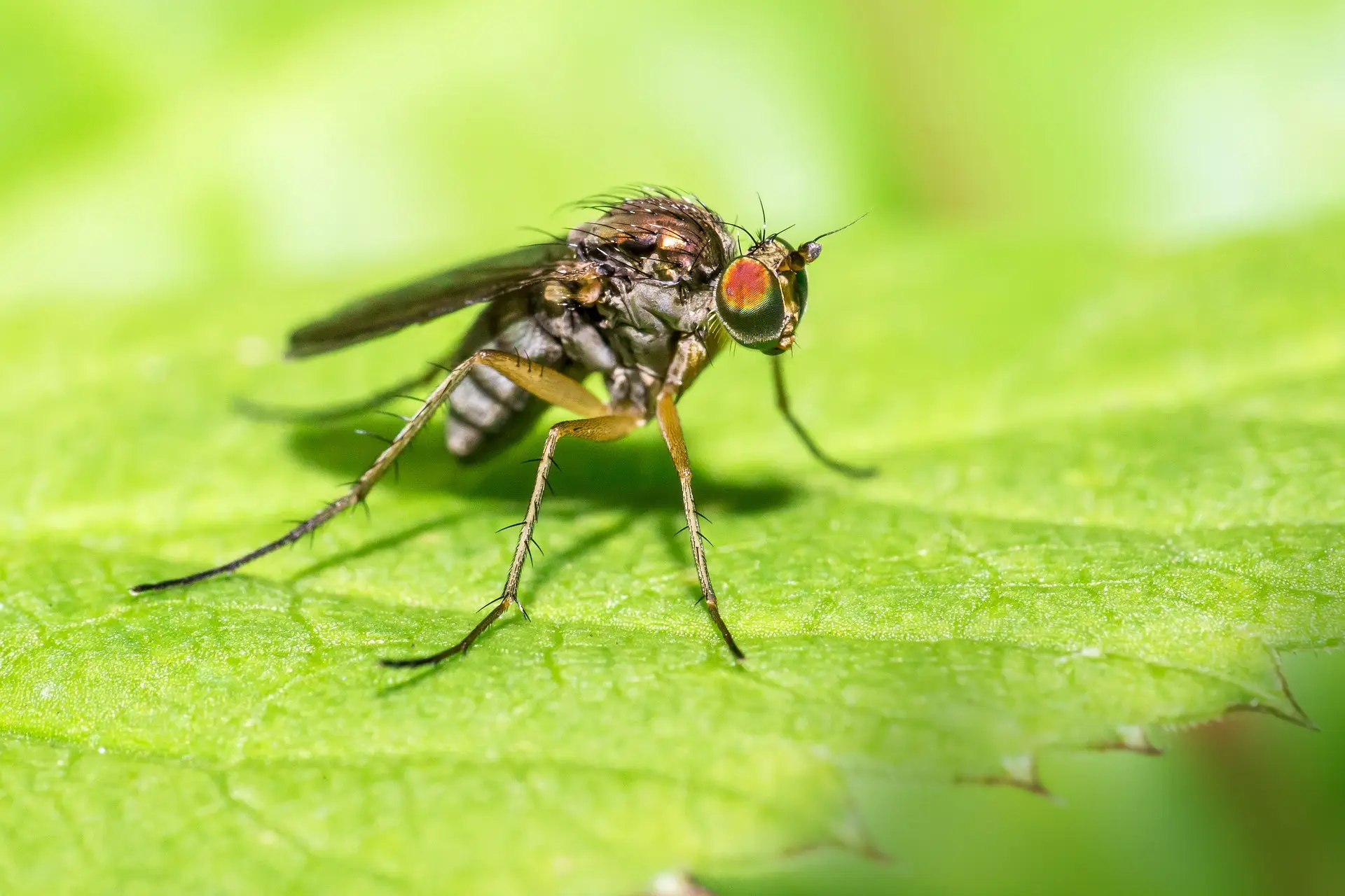 Long legged fly (Dolichopus ungulatus) https://karits.eu/index.php/2024 ...