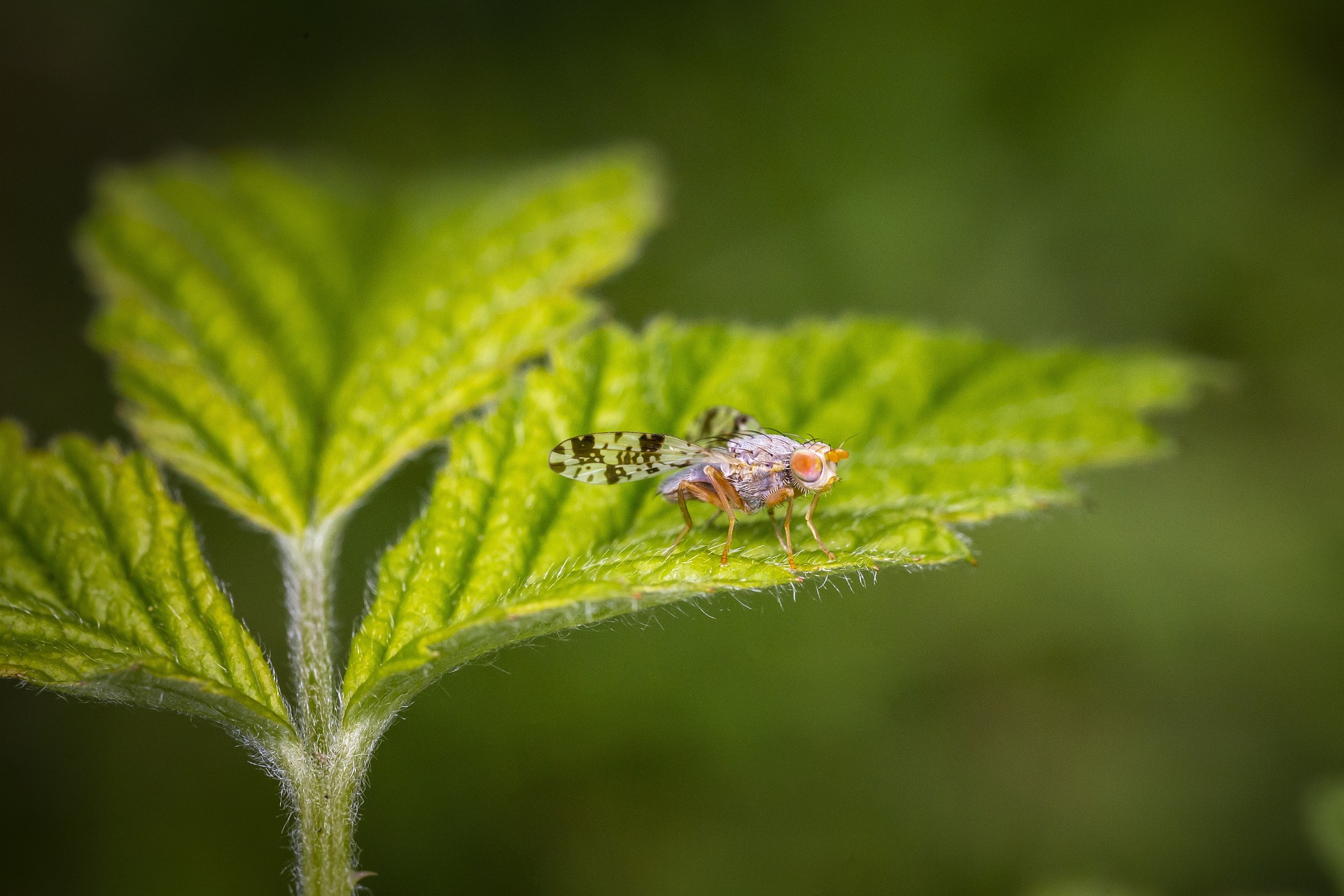 Spotted march fly (Trypetoptera punctulata)