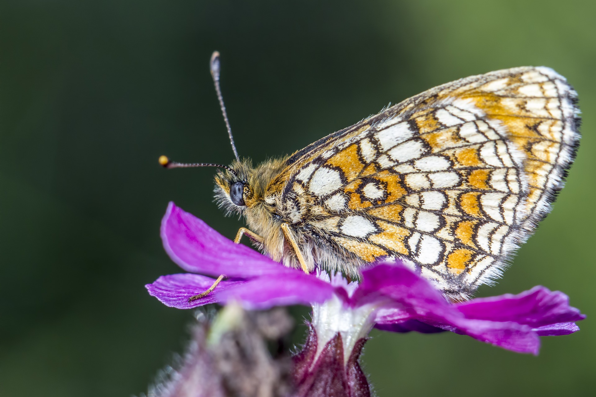 Heath Fritillary (Melitaea parthenoides)