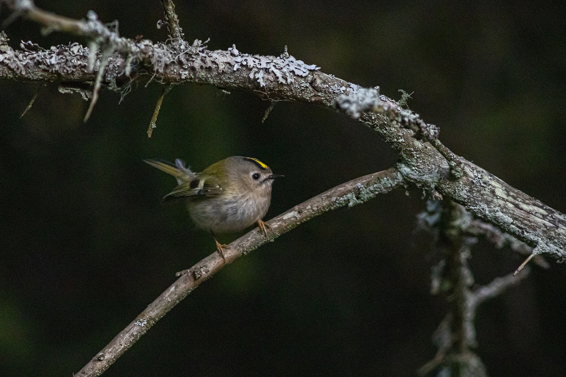 Goldcrest (Regulus regulus)