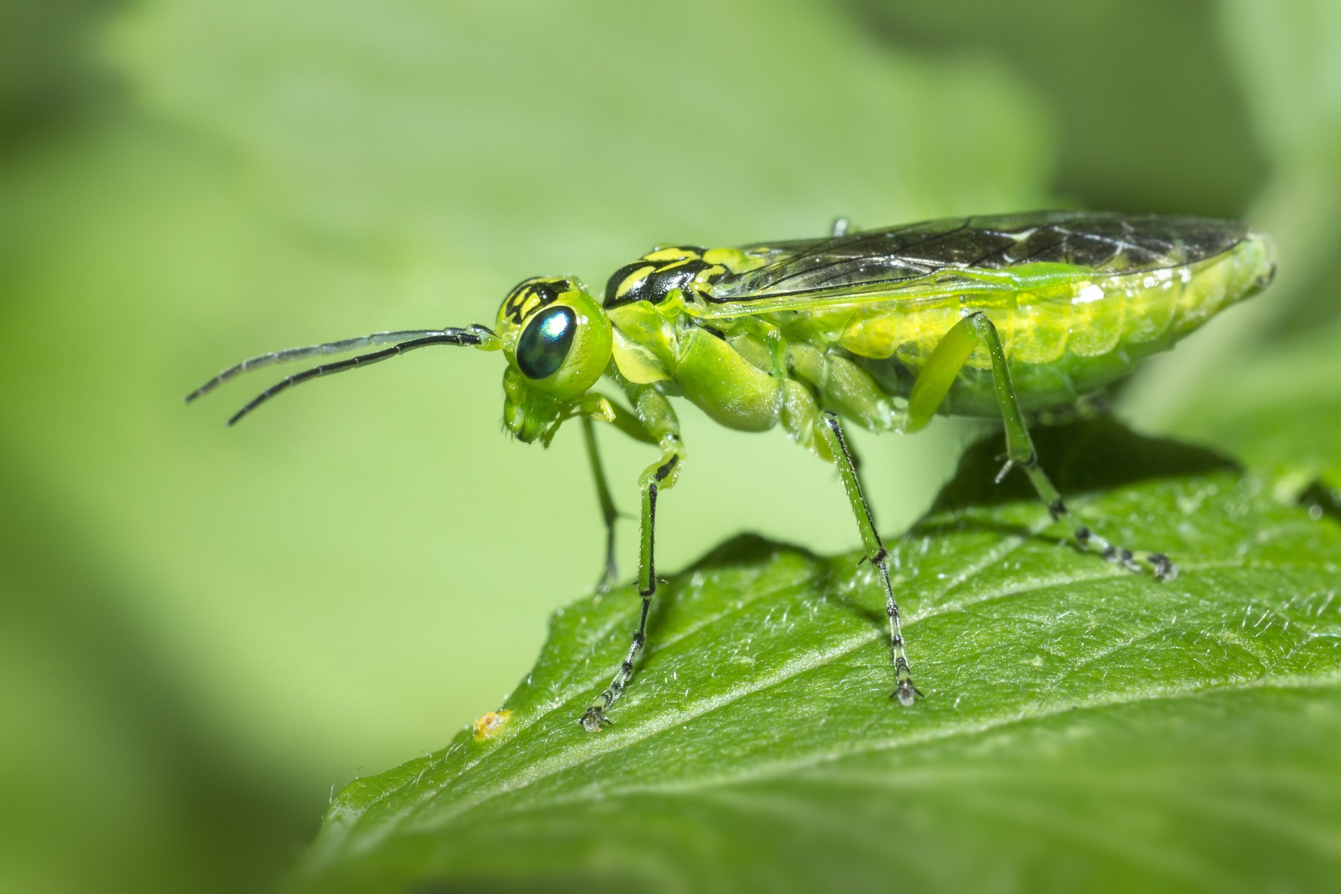 Green Sawfly (Rhogogaster viridis)