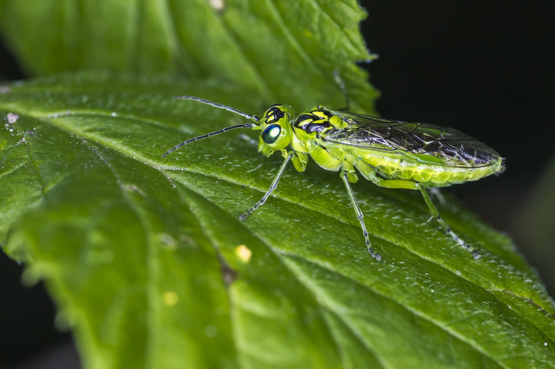 Green Sawfly (Rhogogaster viridis)