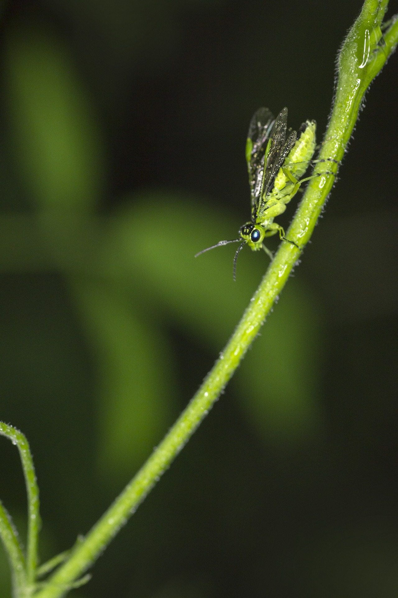 Green Sawfly (Rhogogaster viridis)