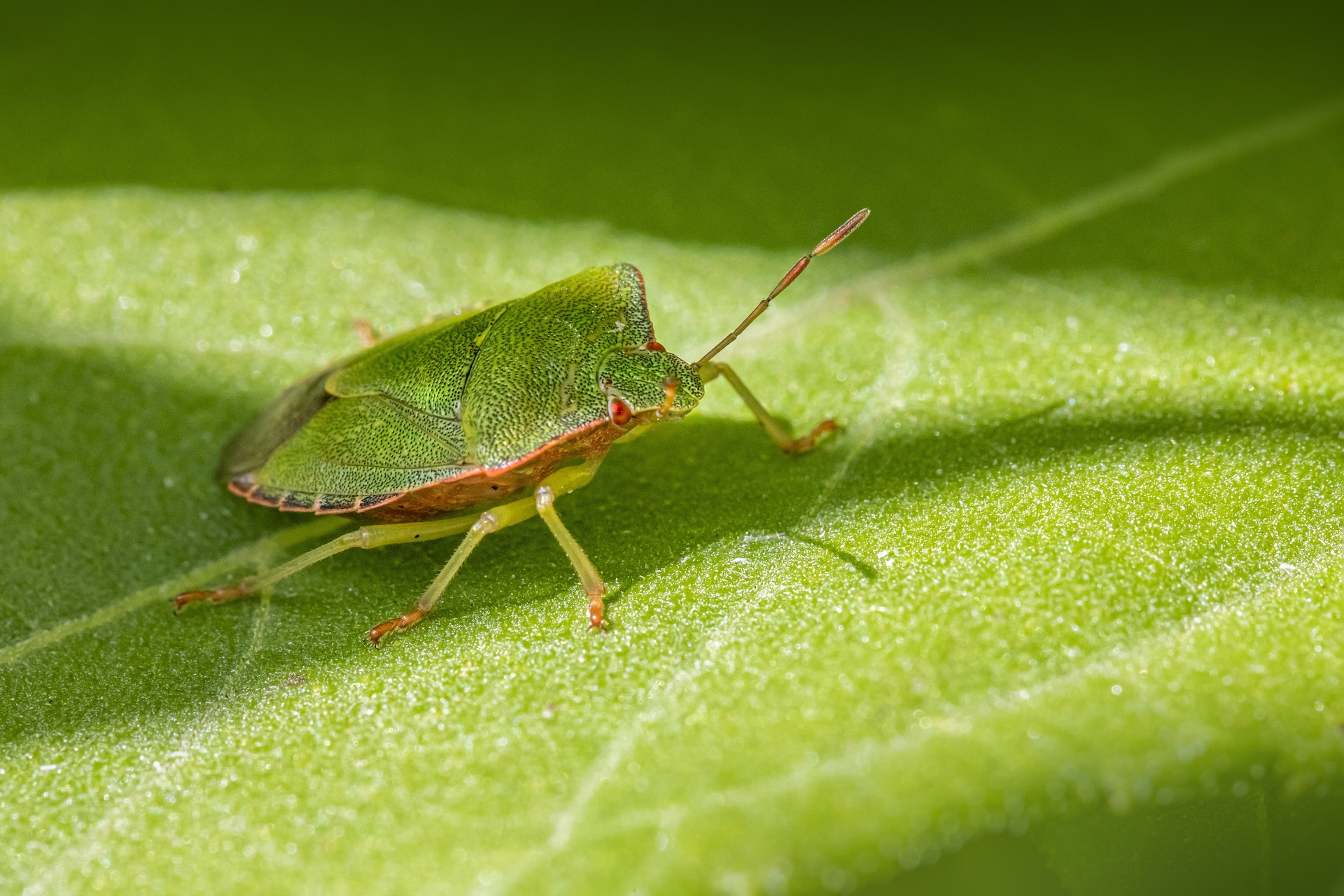 Green shield bug (Palomena prasina)