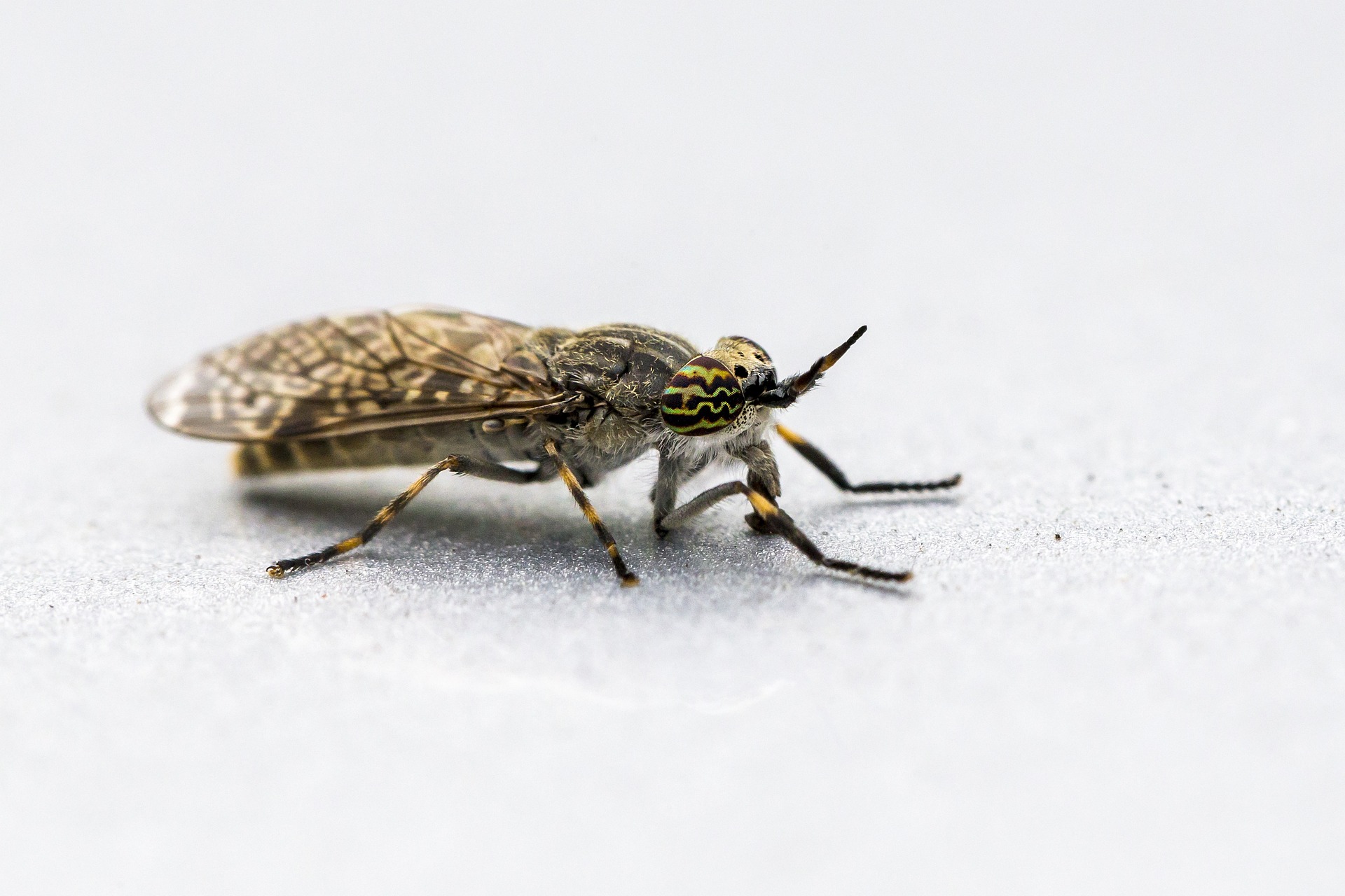 Notch-horned Cleg Fly (Haematopota pluvialis)