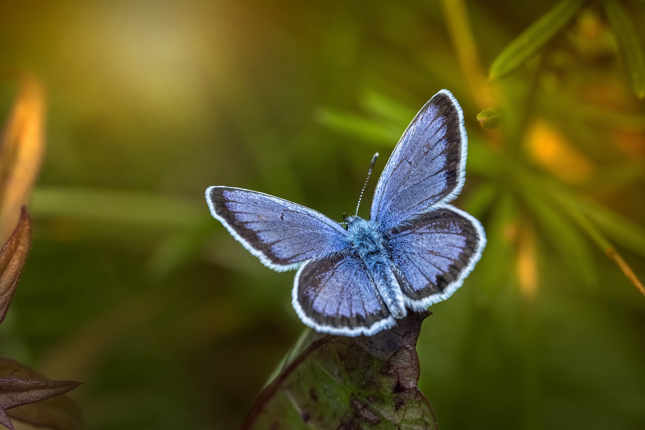 Silver-studded Blue (Plebejus argus)