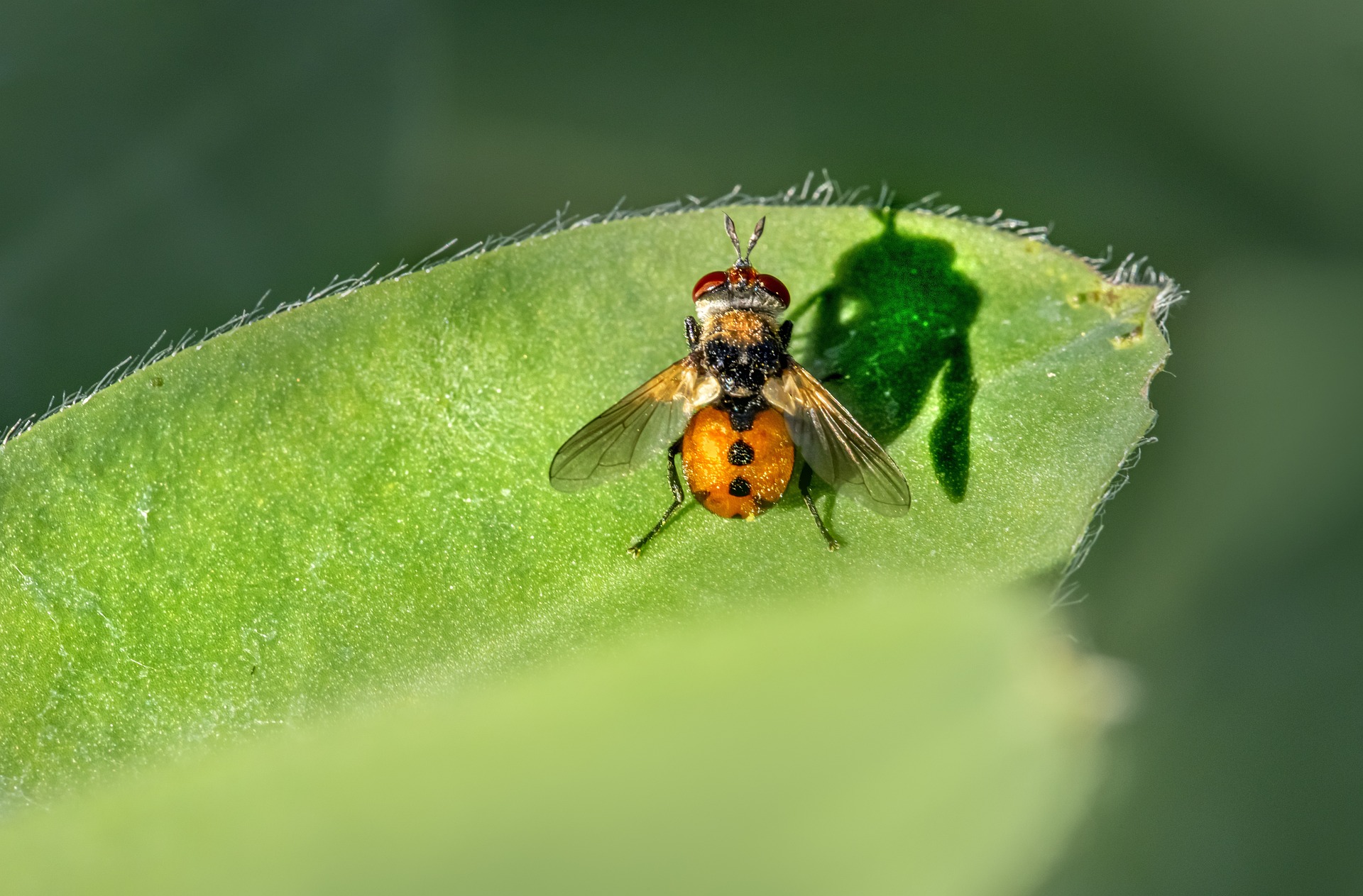 Tachinid flies (Tachinidae)