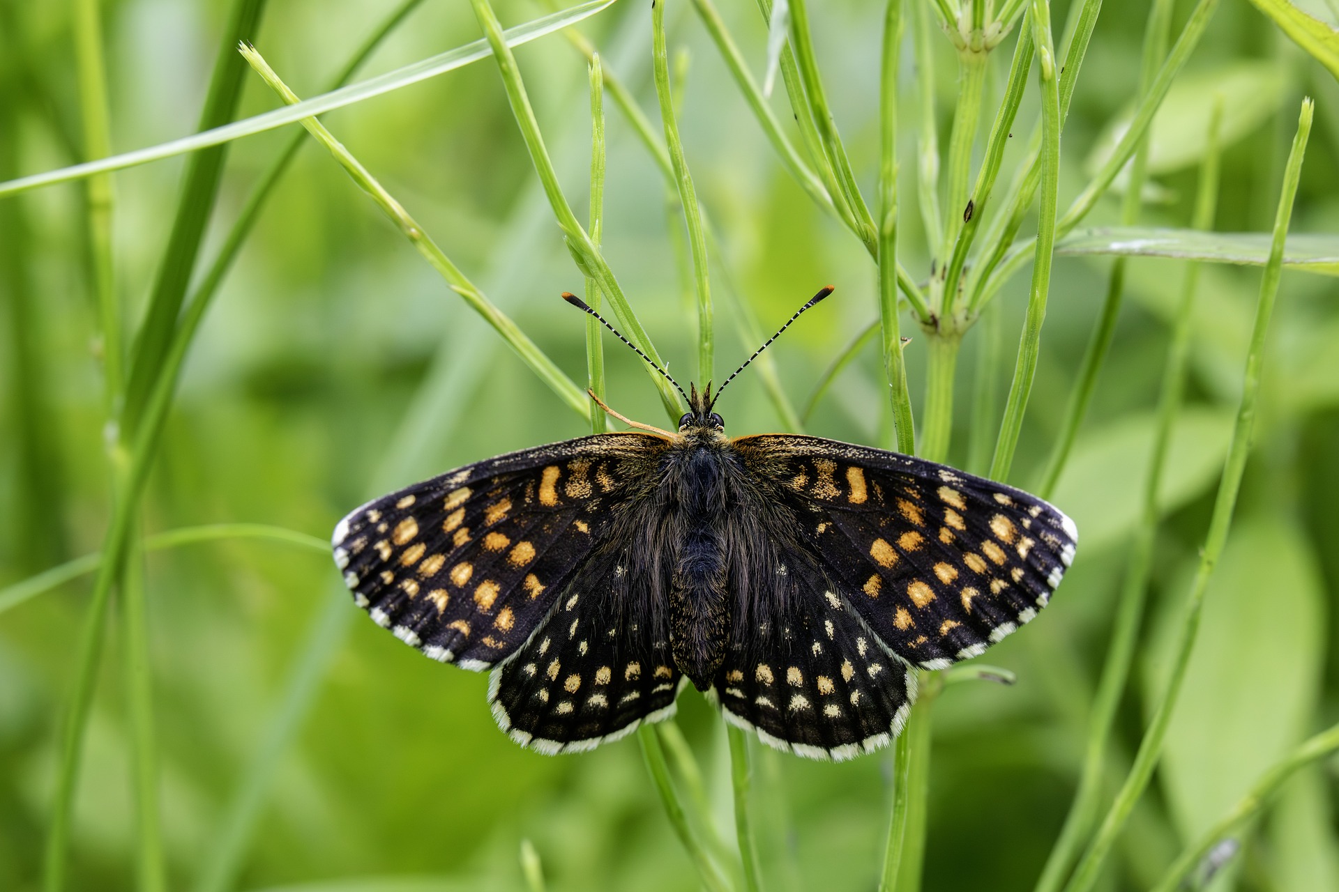 False heath fritillary (Melitaea diamina)